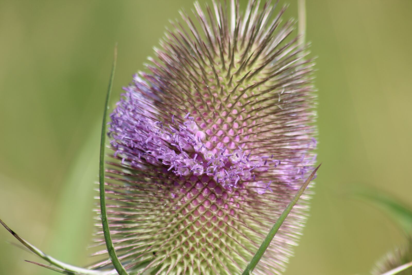 Canon EOS 600D (Rebel EOS T3i / EOS Kiss X5) sample photo. Thistle, wild teasel, dipsacas photography