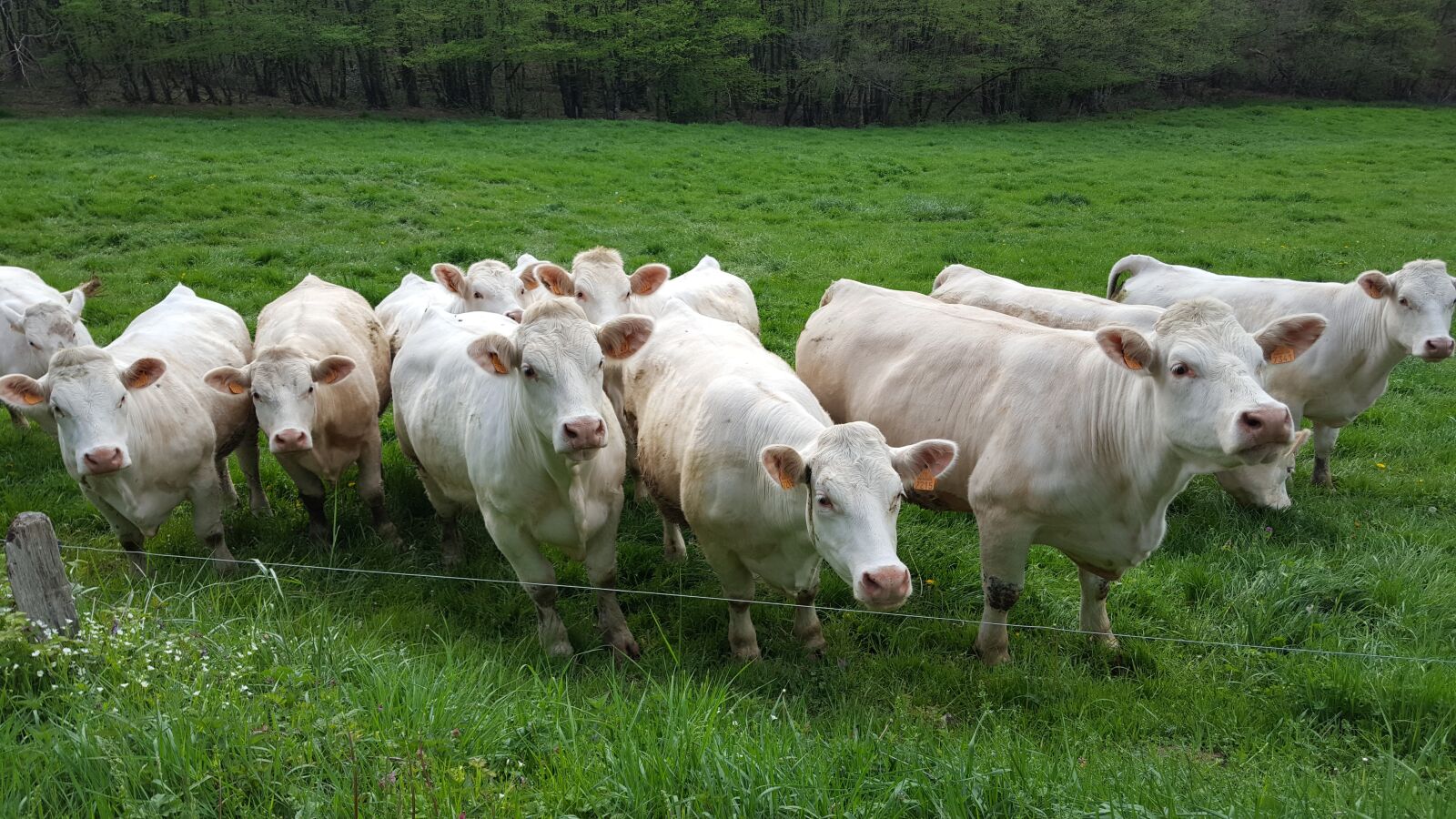 Samsung Galaxy S6 sample photo. Burgundy, cows, france photography