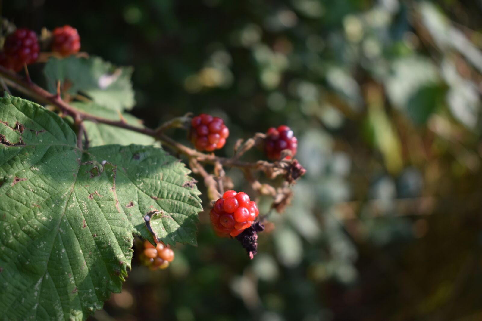 Nikon D3500 sample photo. Berries, raspberries, spur photography
