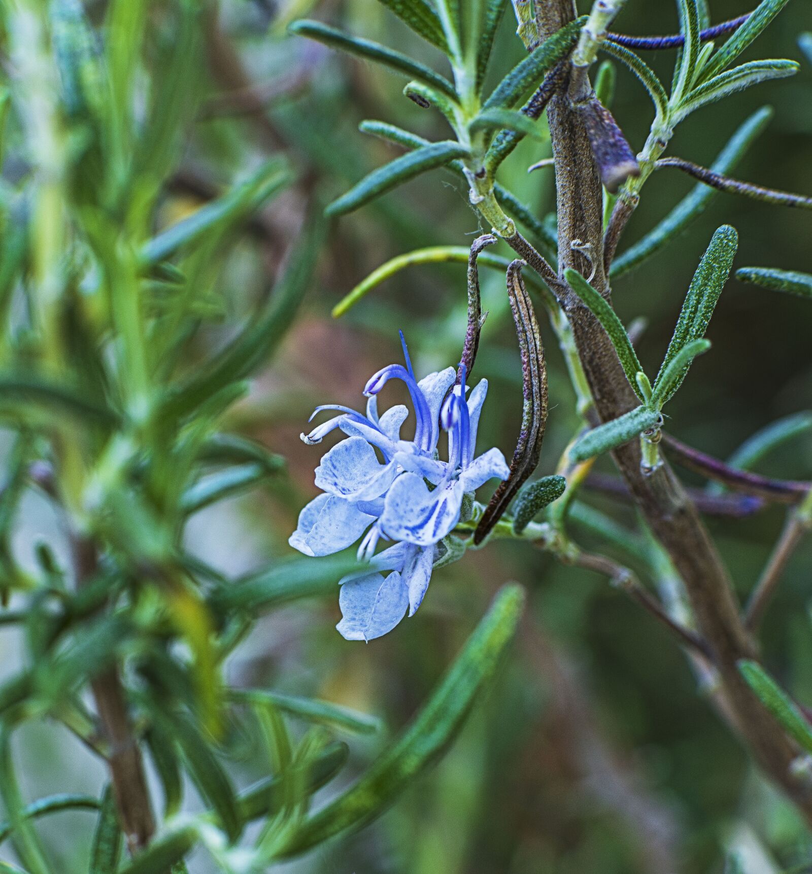 Sony a7R IV sample photo. Rosemary, flower, nature photography