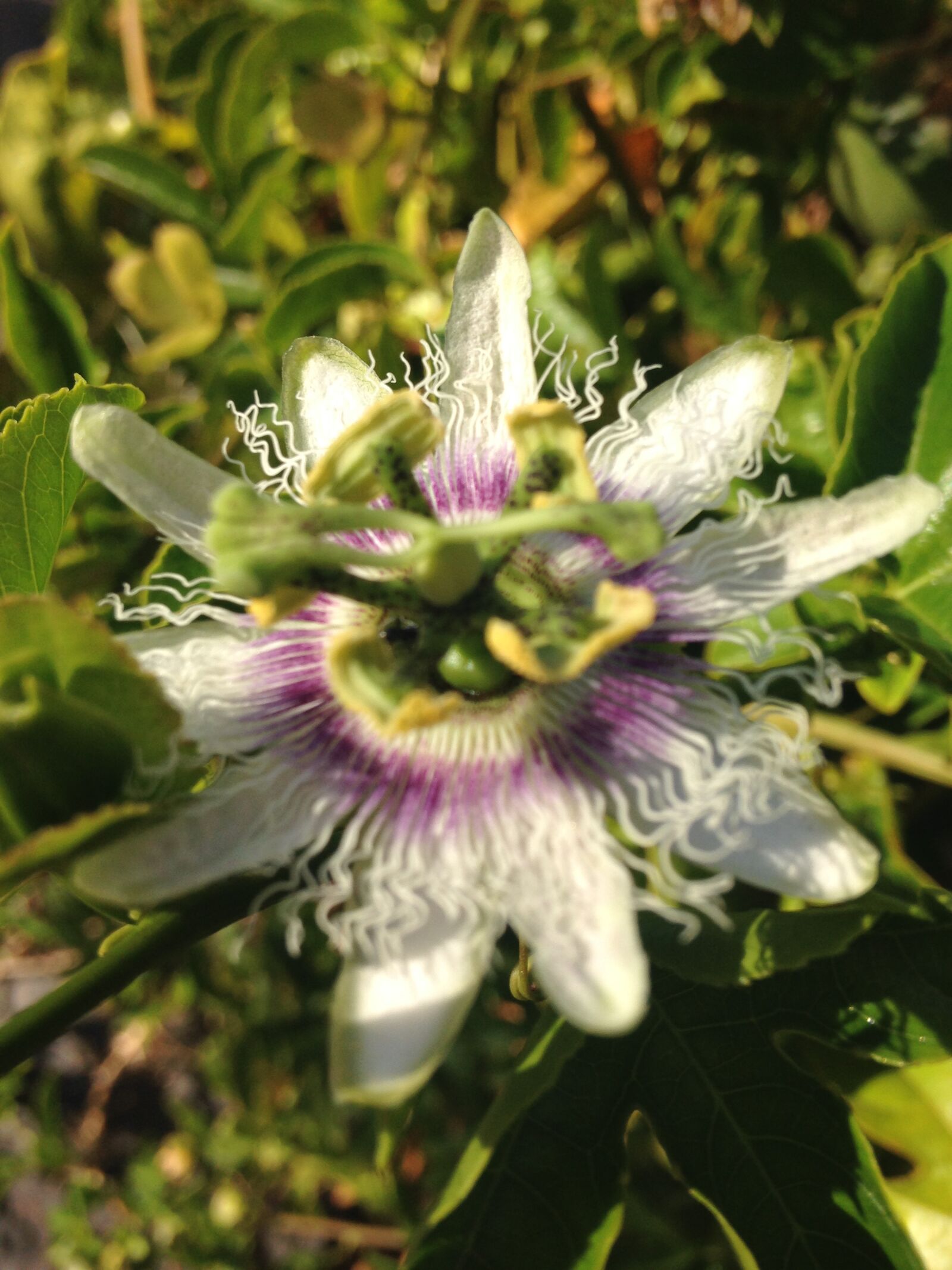iPhone 5c back camera 4.12mm f/2.4 sample photo. Flower, passion, flower photography