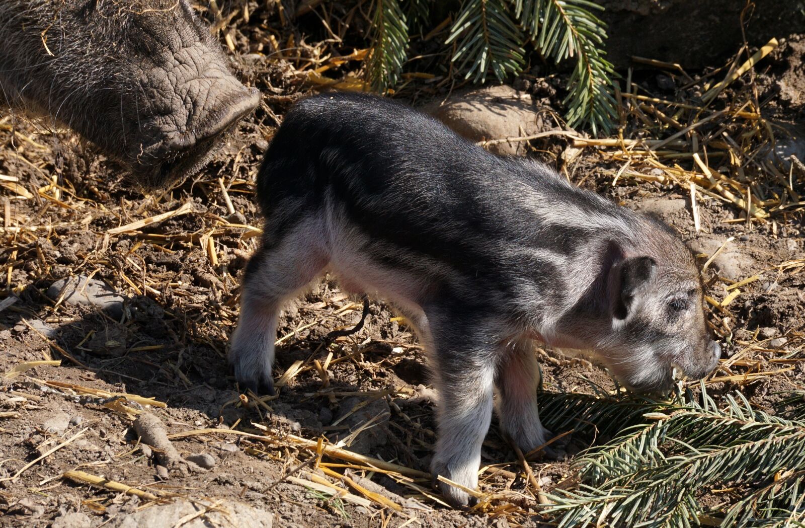 Sony DT 55-300mm F4.5-5.6 SAM sample photo. Piglet, reborn, young photography