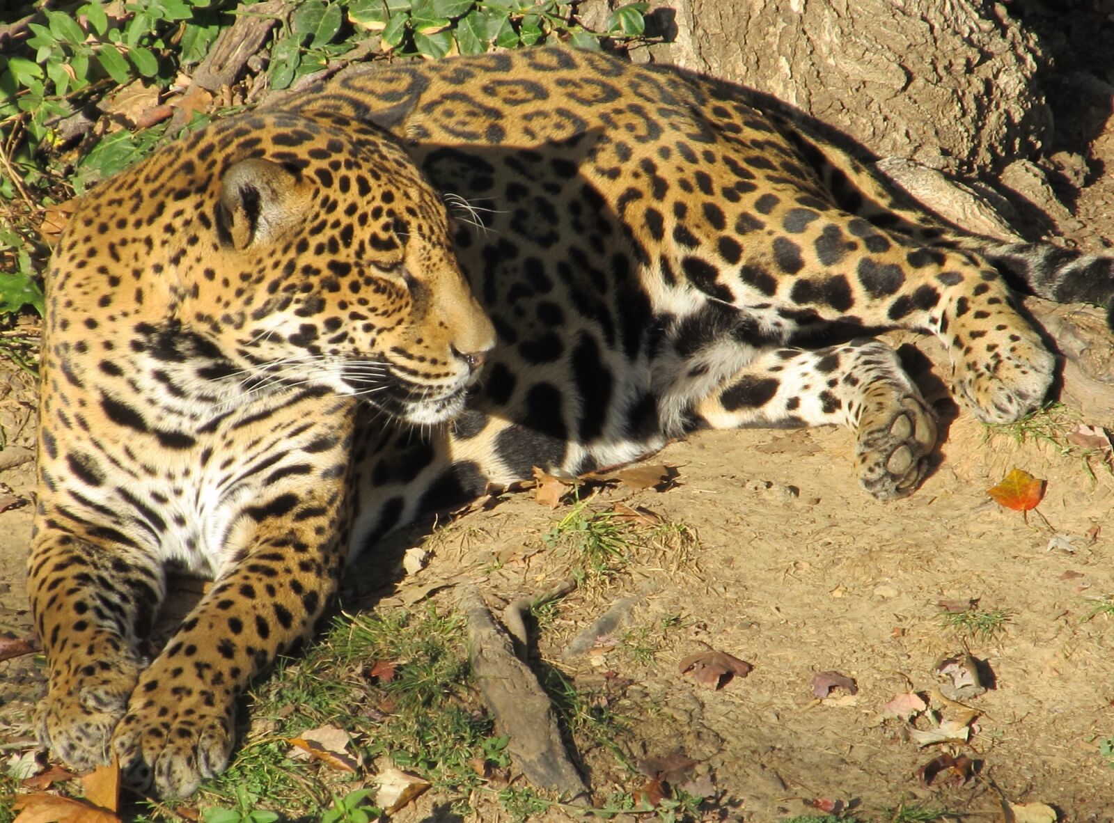Canon PowerShot SX130 IS sample photo. Jaguar, big cat, carnivore photography