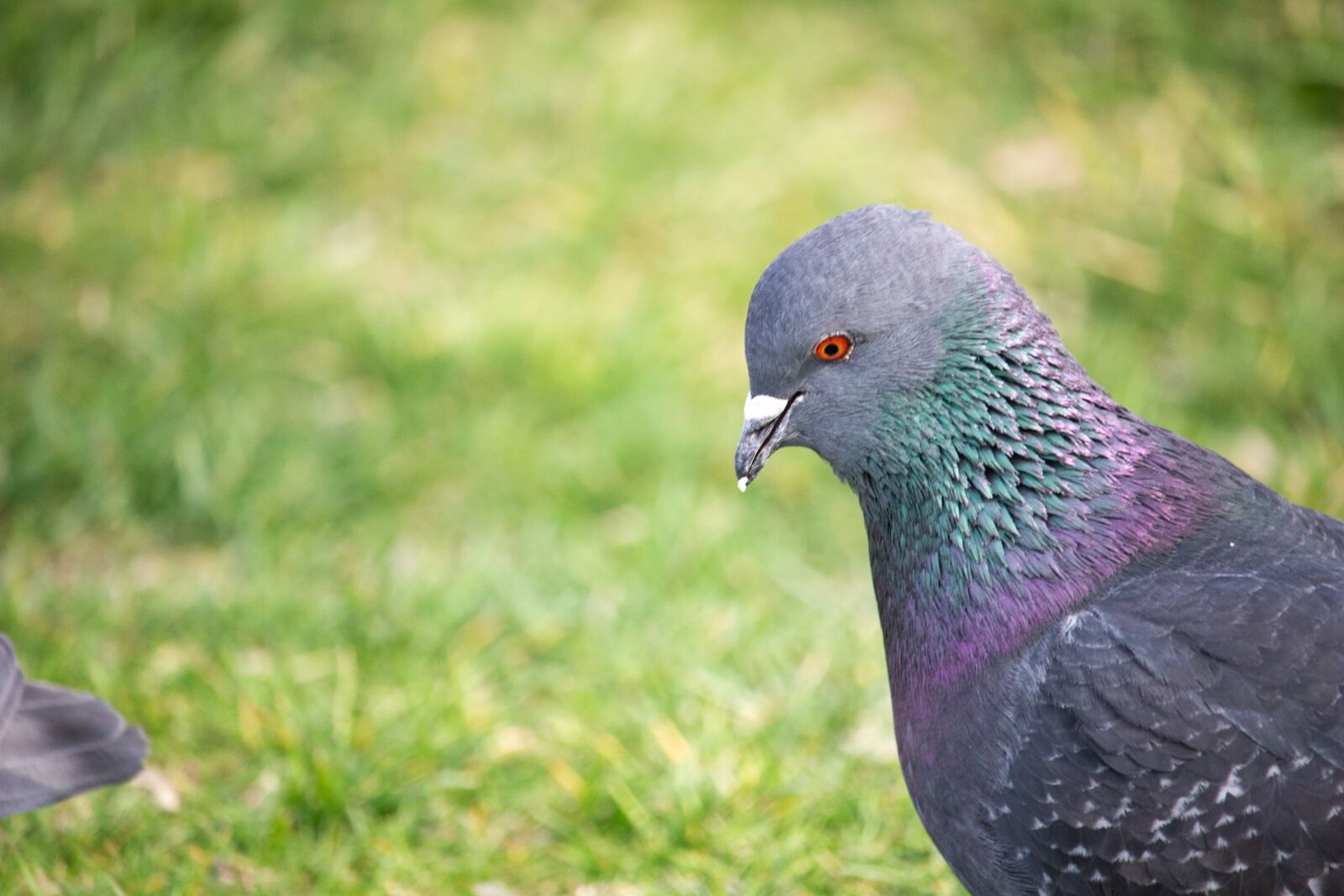 Canon EOS 100D (EOS Rebel SL1 / EOS Kiss X7) sample photo. Dove, pigeon, bird photography