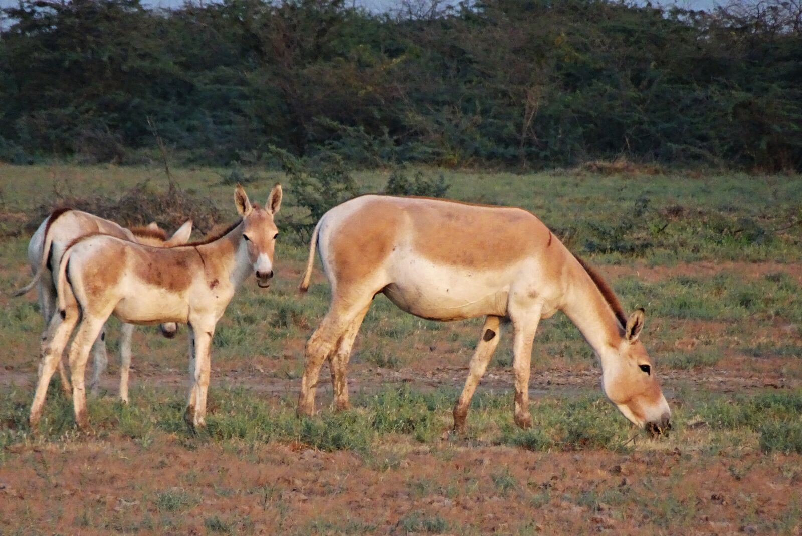 Sony Cyber-shot DSC-HX90V sample photo. Indian wild ass, equus photography