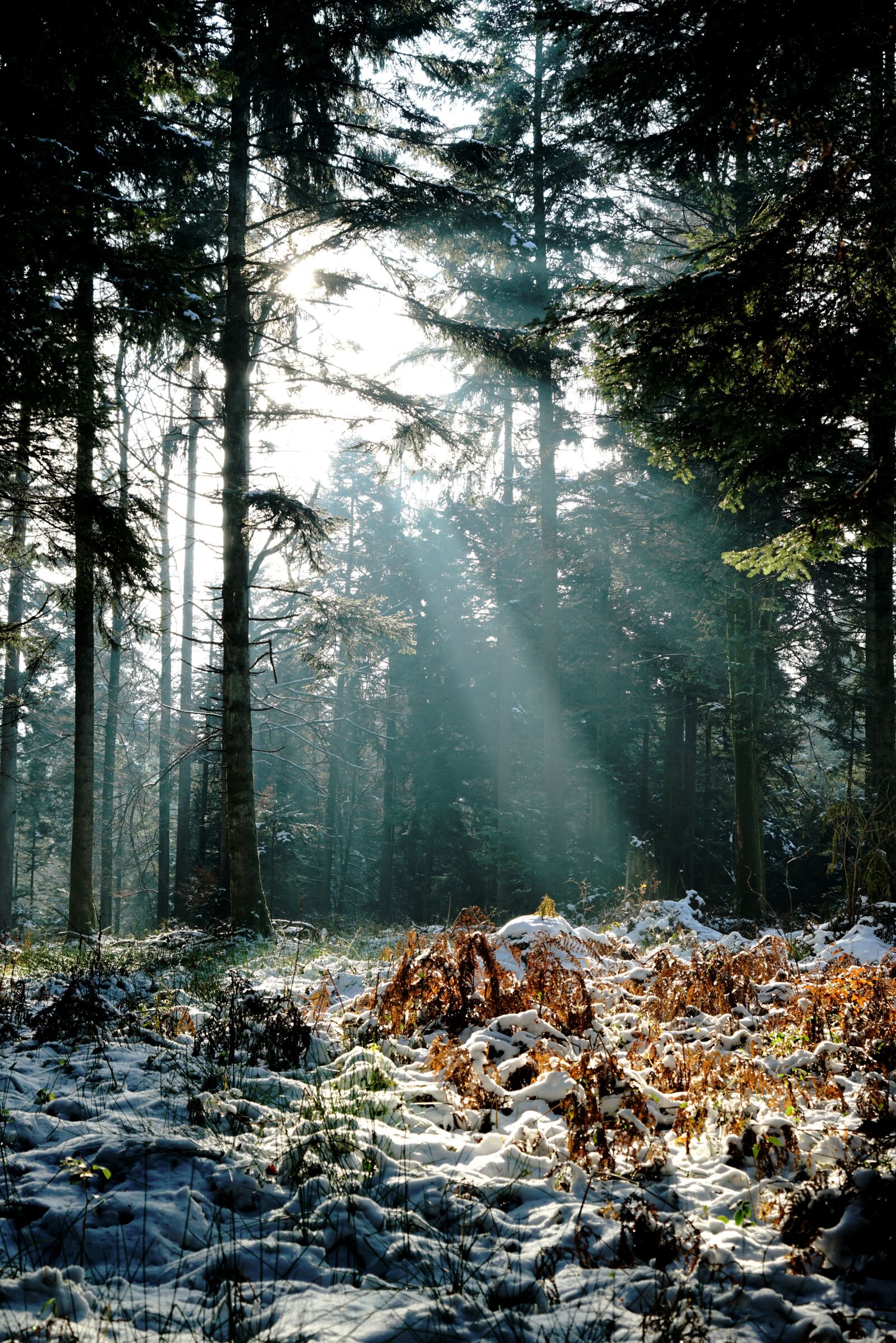 Sony a7R II + Sony Vario Tessar T* FE 24-70mm F4 ZA OSS sample photo. Nature, wood, tree photography