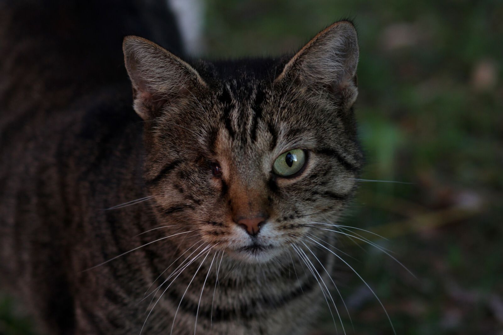 Canon EOS 700D (EOS Rebel T5i / EOS Kiss X7i) + Canon EF 85mm F1.8 USM sample photo. Cat, dim, about photography