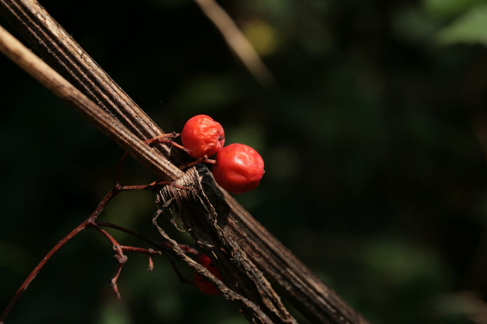 Canon EOS 400D (EOS Digital Rebel XTi / EOS Kiss Digital X) sample photo. Berries, autumn, autumn still photography
