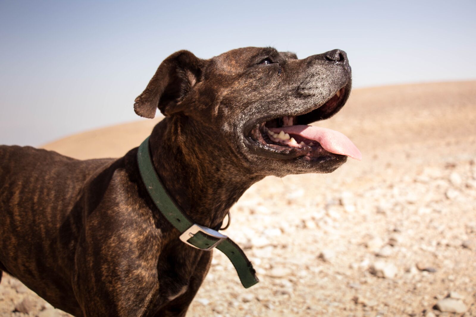 Canon EOS 80D sample photo. Dog, desert, happy photography