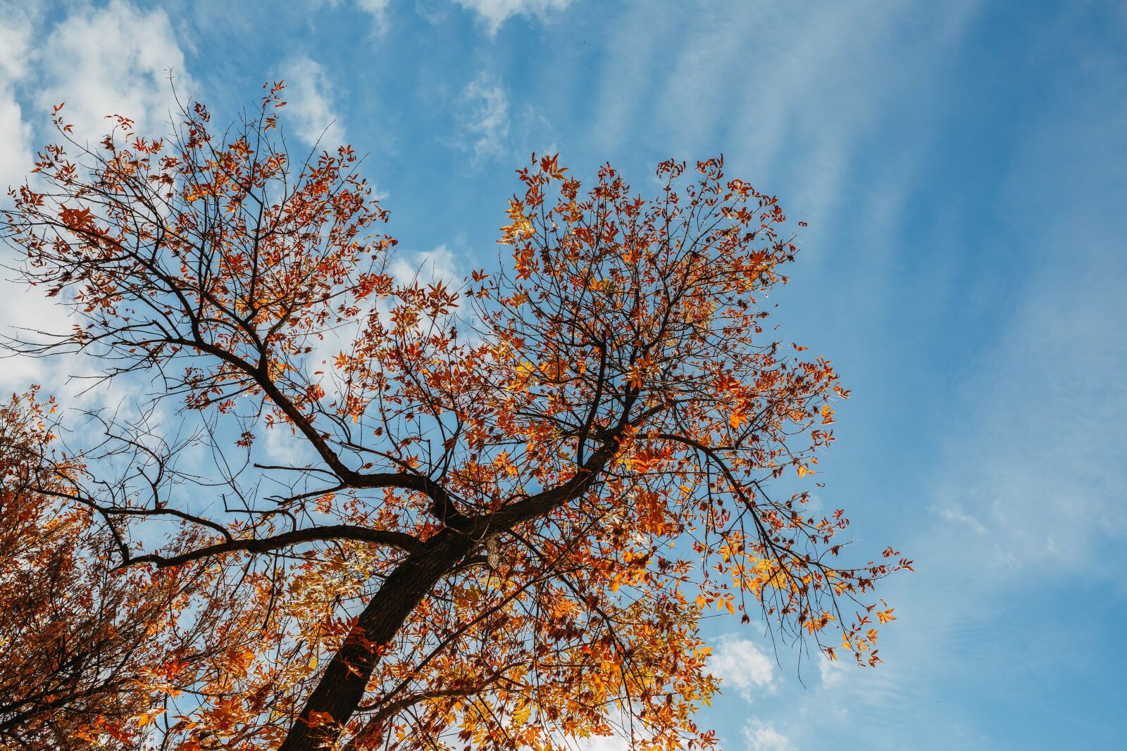 Sigma 35mm F1.4 DG HSM Art sample photo. Forest, tree, branch, nature photography