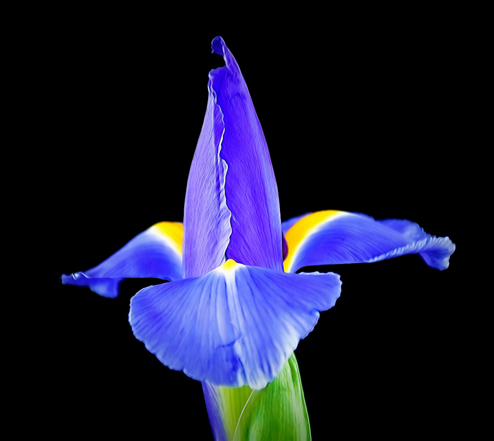 Nikon D5500 sample photo. Blooming iris, iris, bloom photography