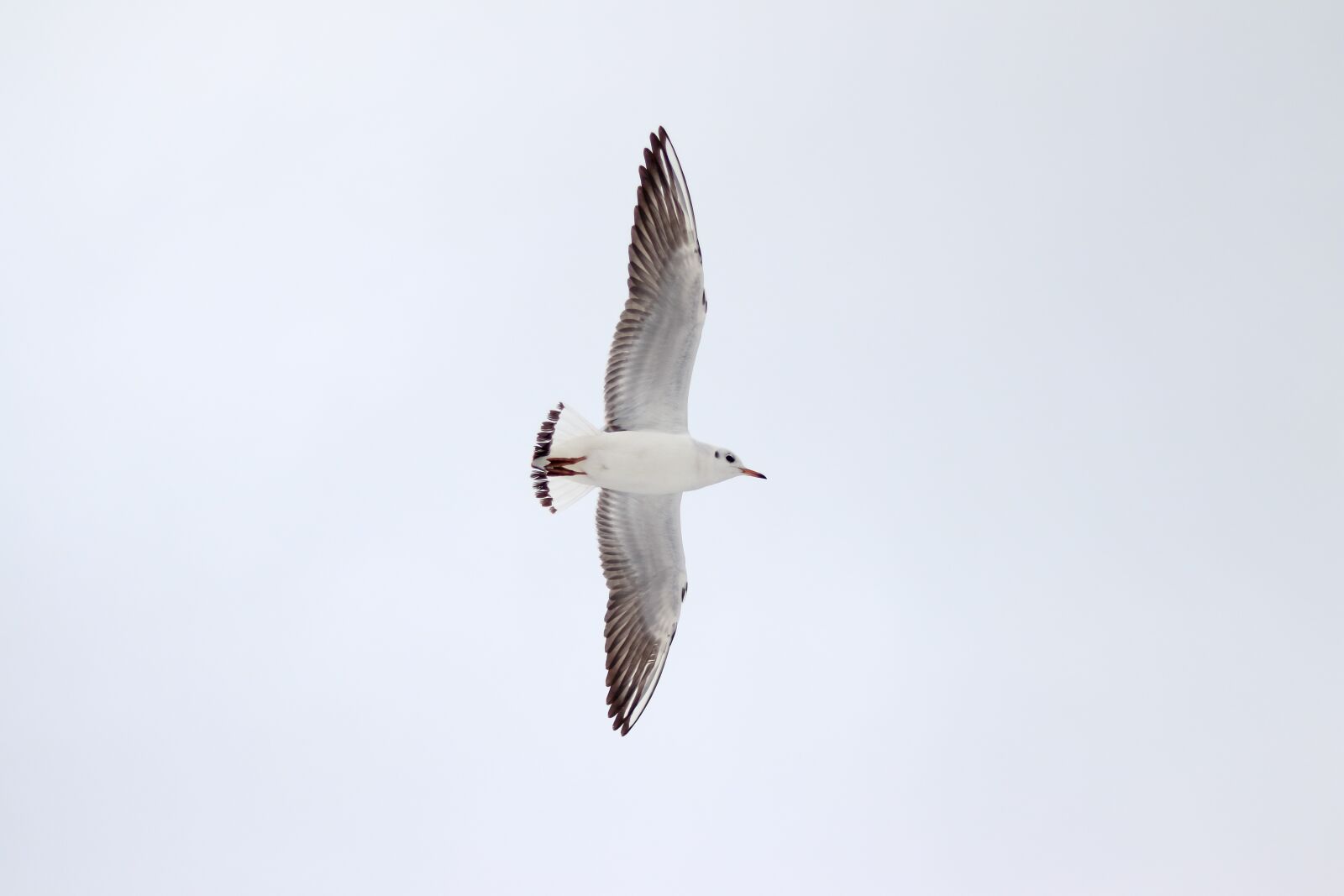 Canon EOS 80D sample photo. Seagull, bird, wild bird photography