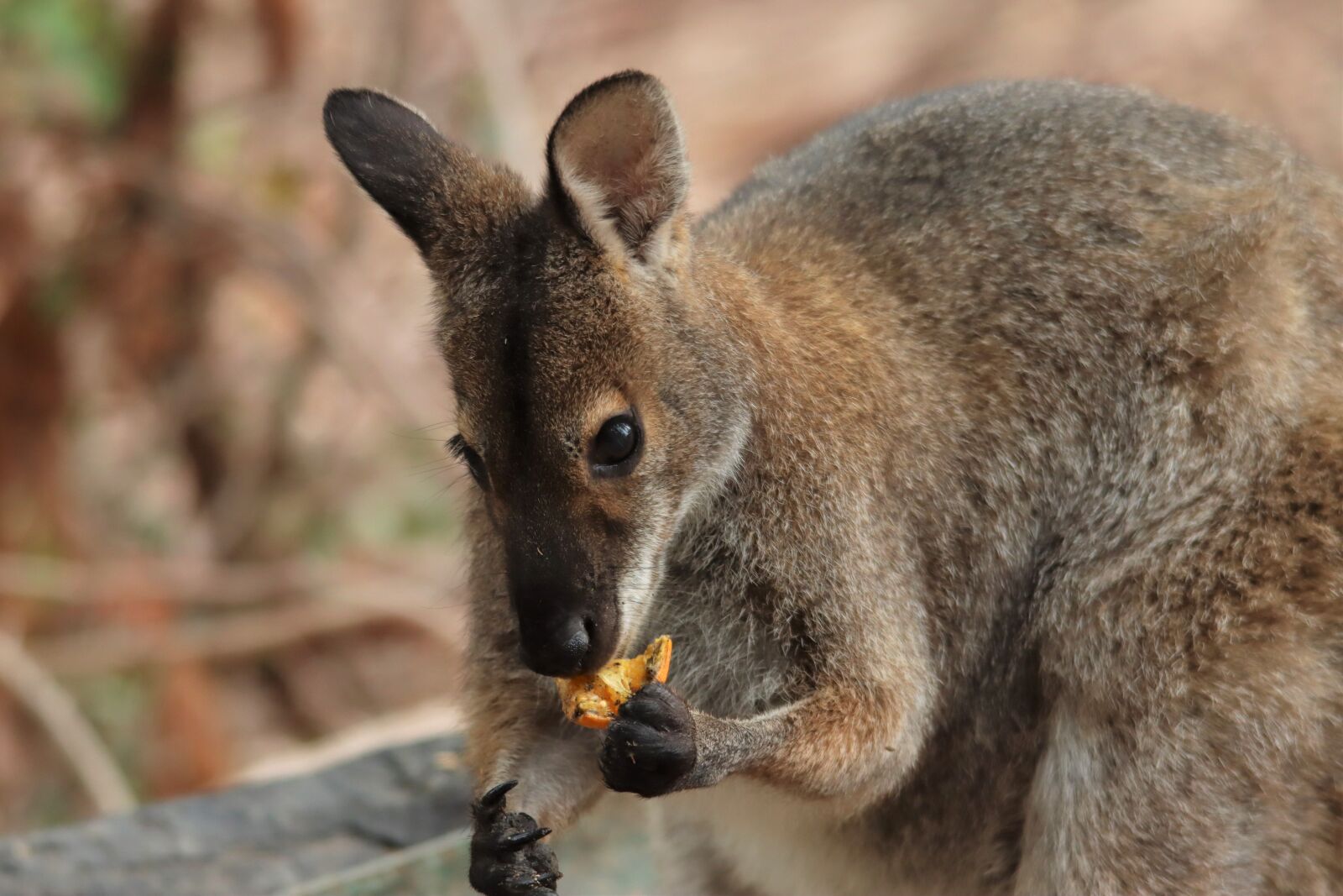 Canon EOS 90D sample photo. Rock wallaby, eating, orange photography
