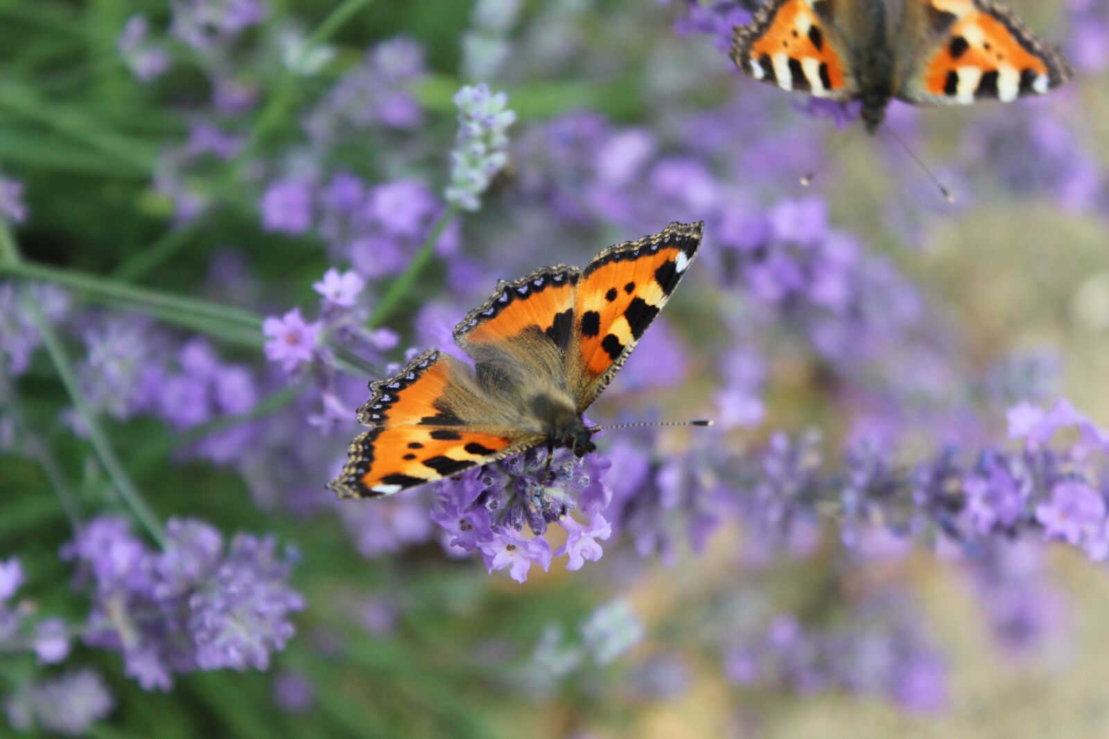 Canon EOS 600D (Rebel EOS T3i / EOS Kiss X5) sample photo. Little fox, butterflies, edelfalter photography