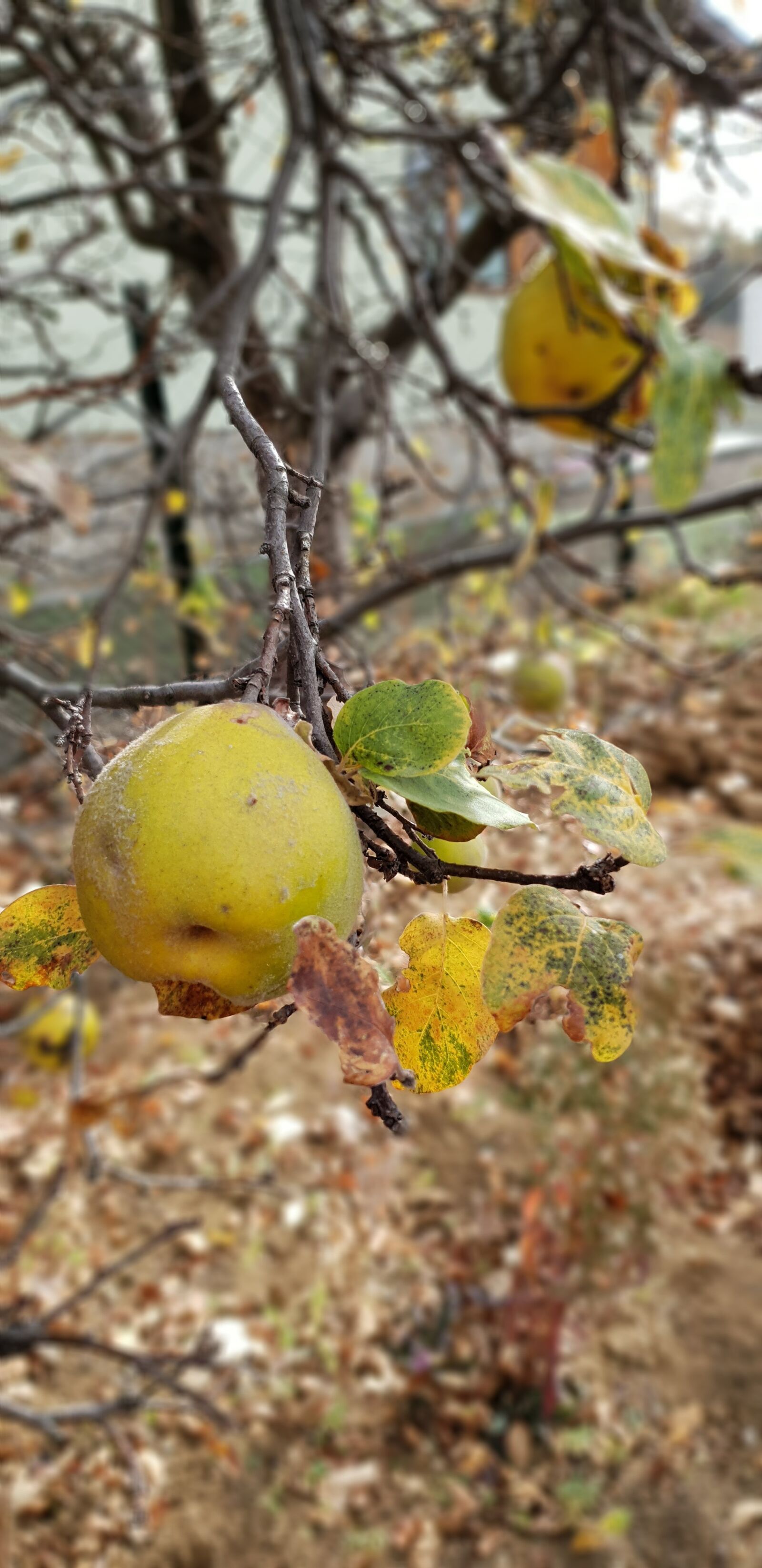 Samsung Galaxy S9 sample photo. Quince, yellow, autumn photography