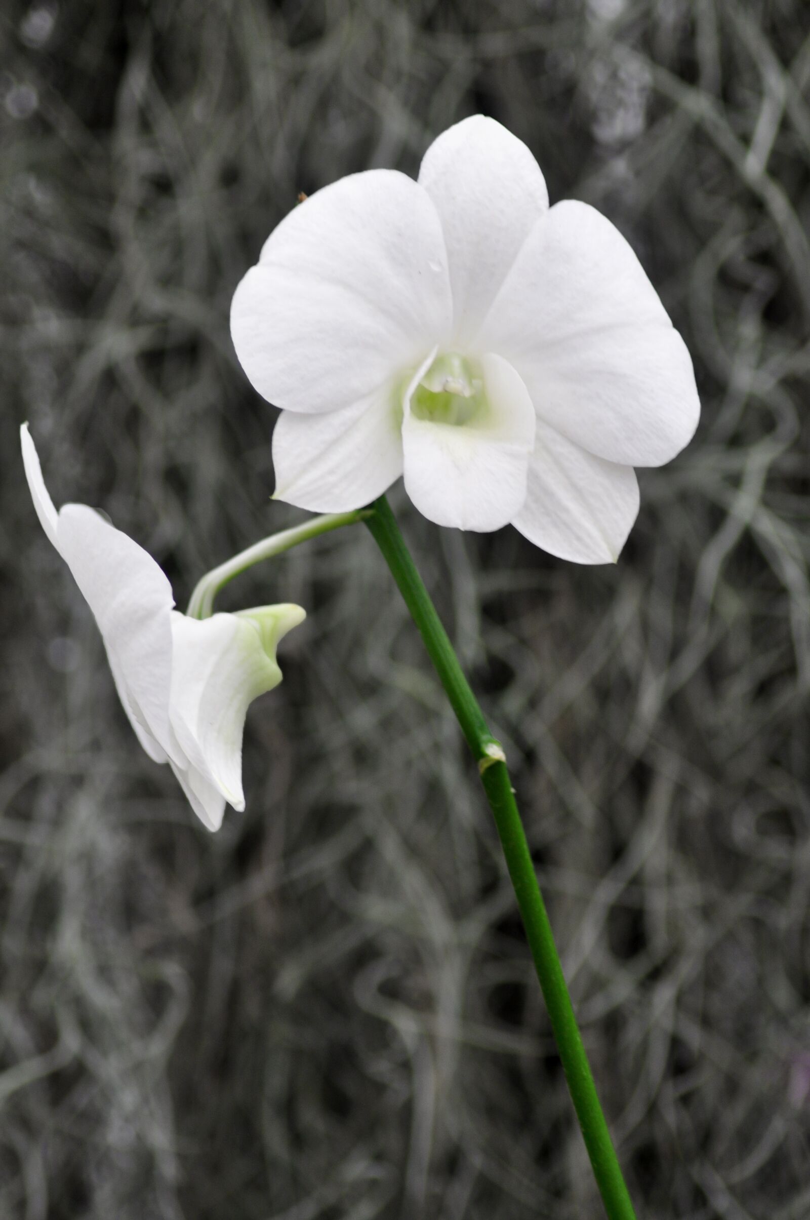 Nikon D90 sample photo. Orchid, wild flower, botany photography