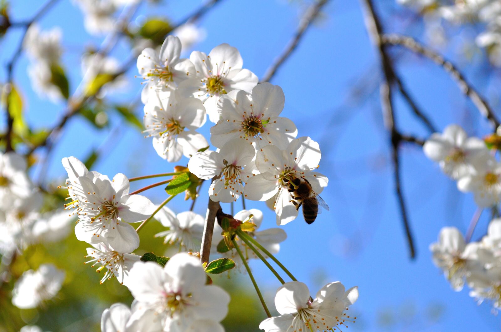 Nikon D5000 sample photo. Bee, flowers, nectar photography