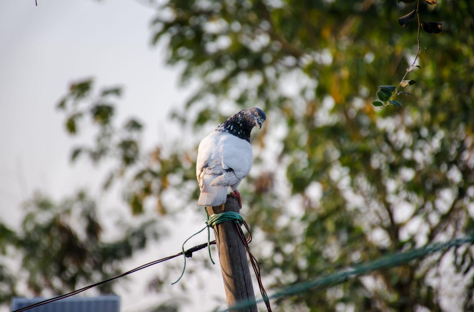 Nikon D7000 sample photo. Penguin, bird, green photography