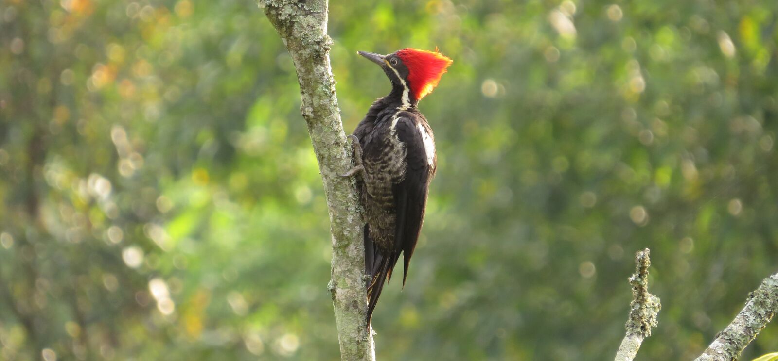 Canon PowerShot SX50 HS sample photo. Nature, birds, wild life photography