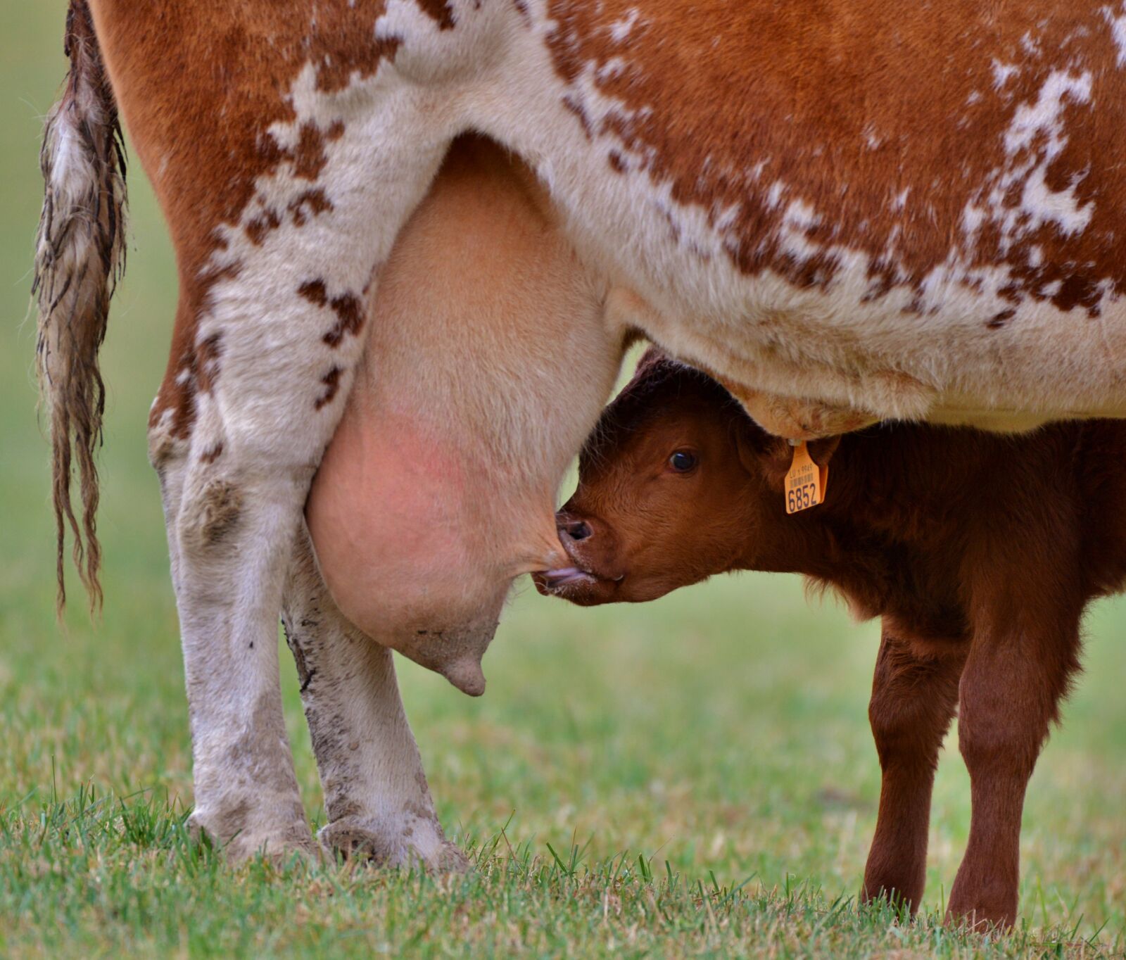 Nikon D600 sample photo. Little calf, suckle, teat photography