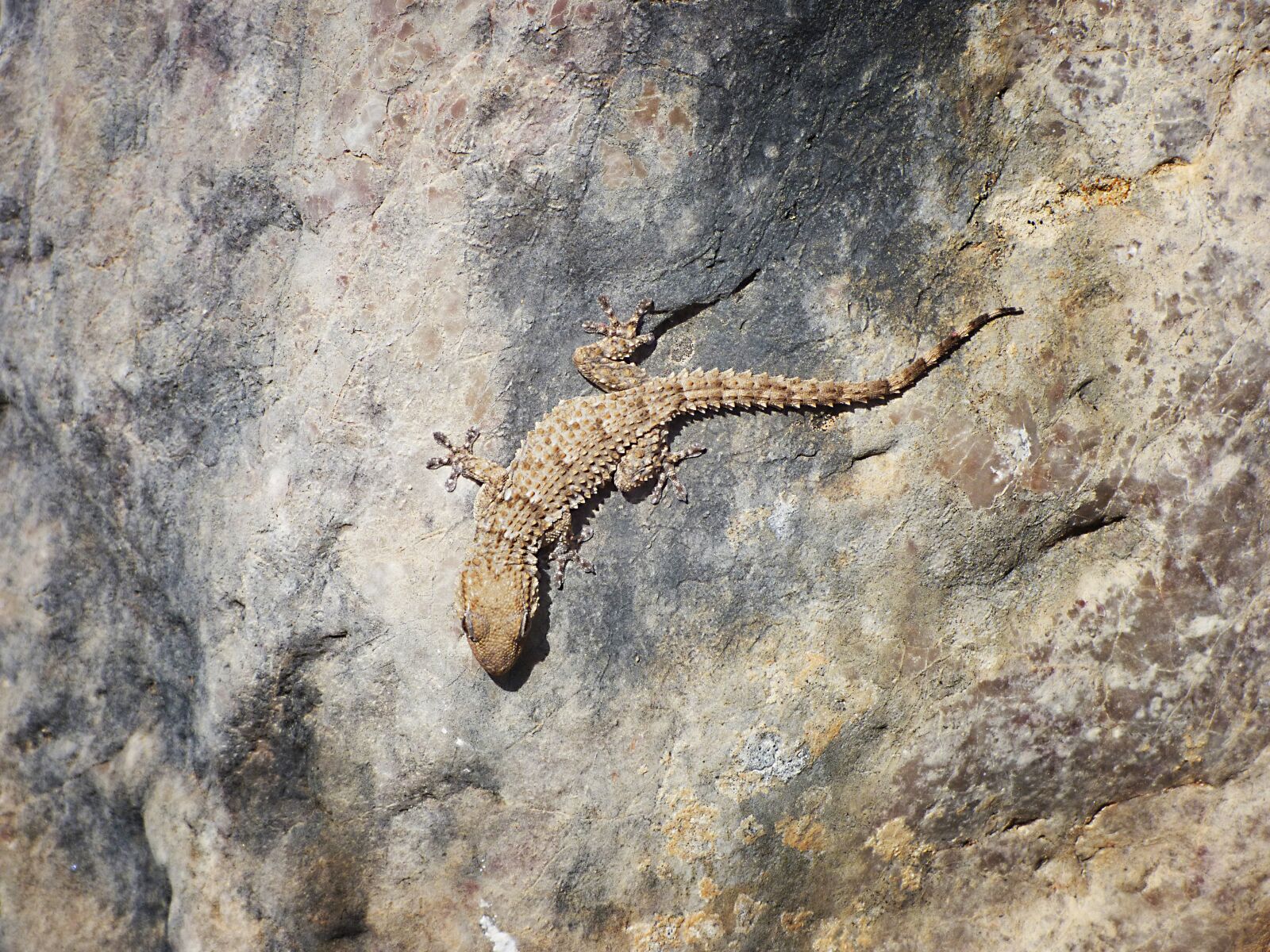 Panasonic Lumix DMC-FZ70 sample photo. Gecko, rocks, texture photography