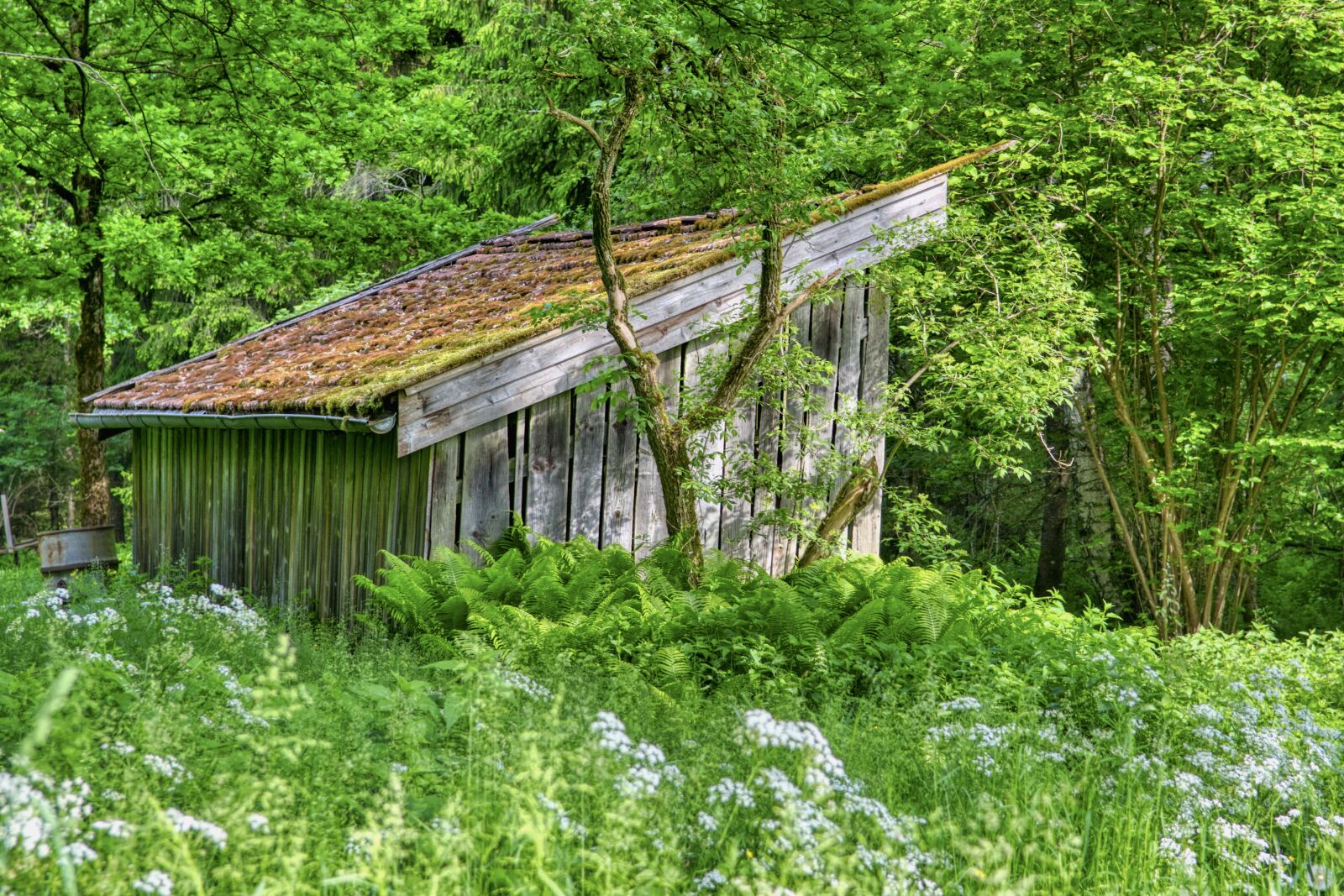 Nikon D7500 sample photo. Hut, forest, nature photography