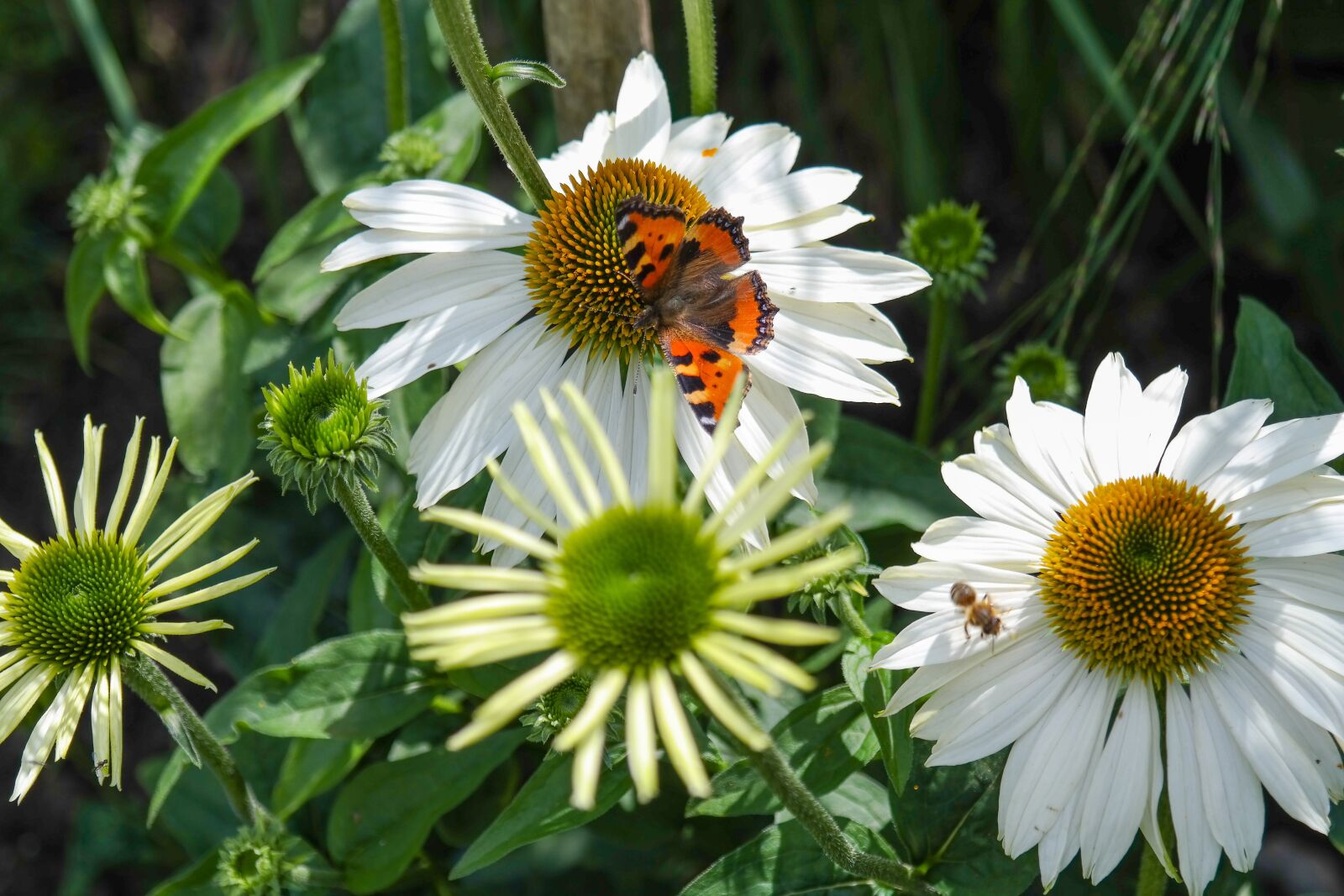 Samsung NX300 sample photo. Flower, blossom, bloom photography