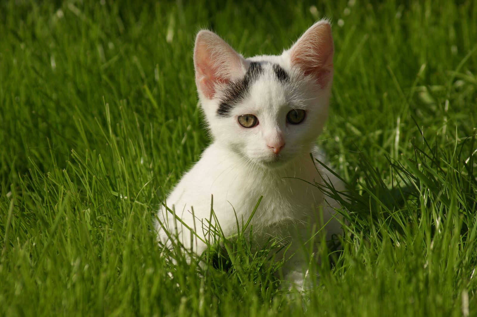 Sony Alpha DSLR-A290 sample photo. Small cat, cat, domestic photography