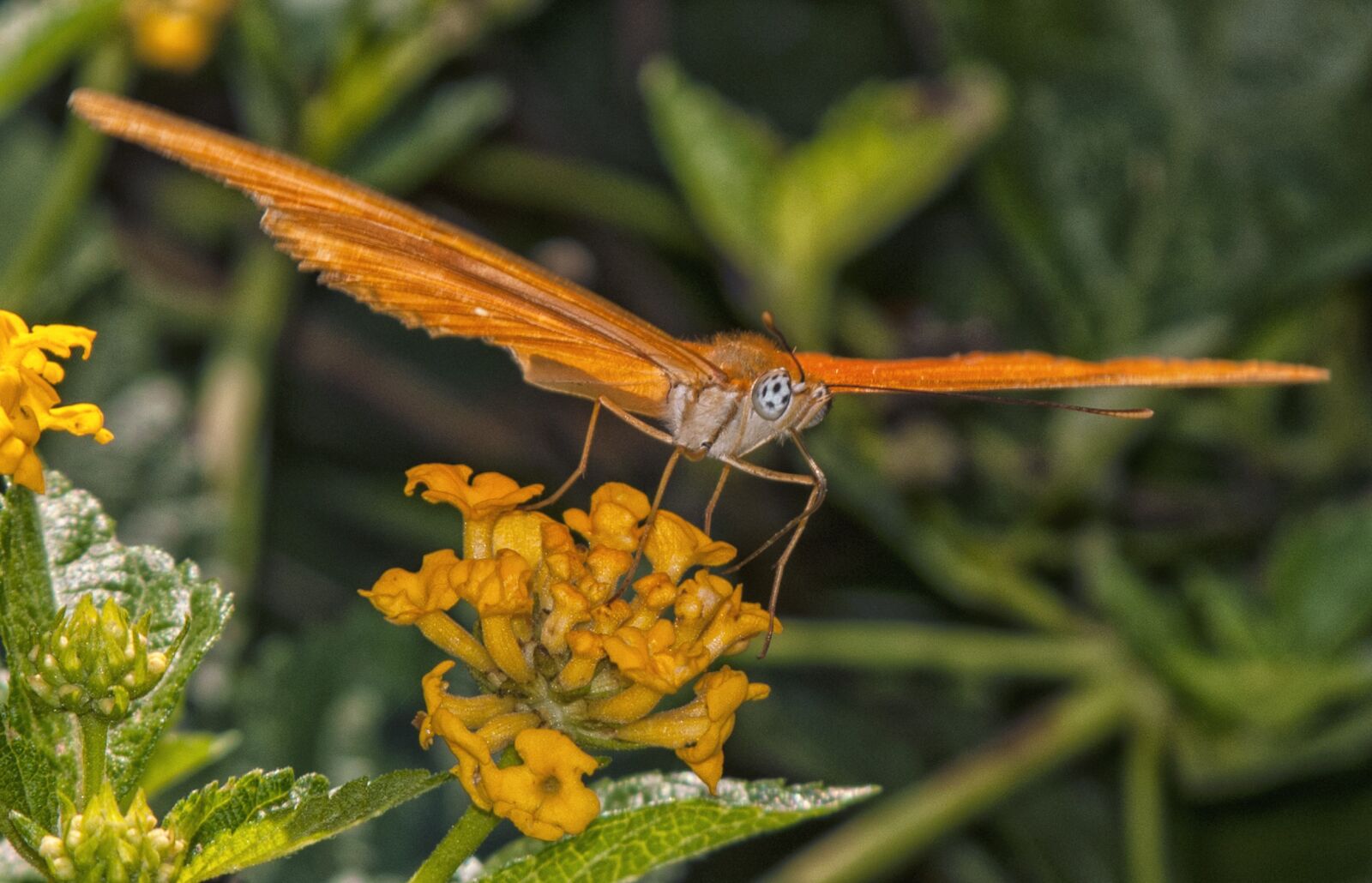 Nikon D300 sample photo. Butterfly, flower, insect photography