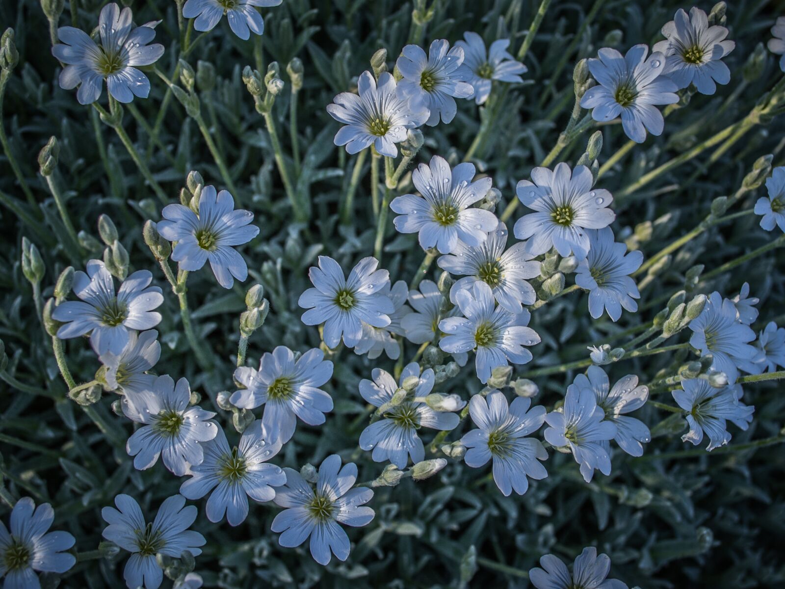 Nikon D3100 sample photo. Flowers, drops, wet photography