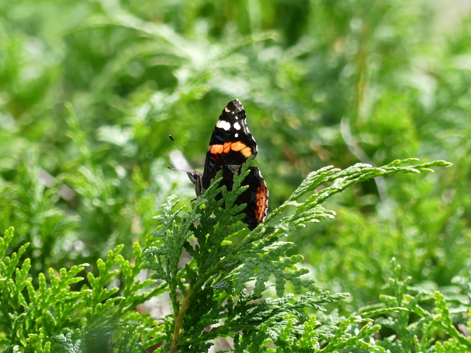 Panasonic Lumix DMC-FZ300 sample photo. Butterfly, nature, insect photography