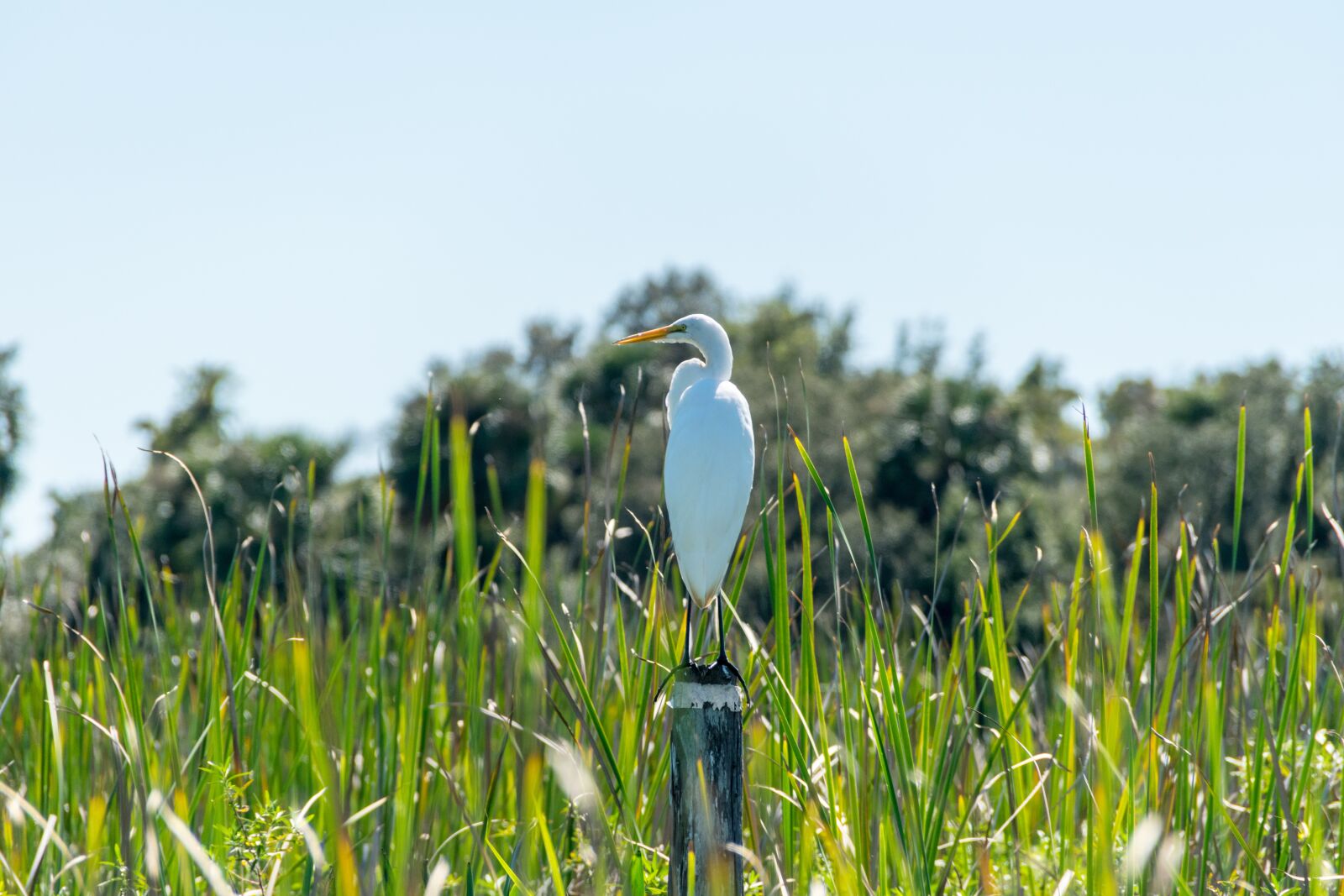 Nikon D3300 sample photo. White, and, yellow, bird photography