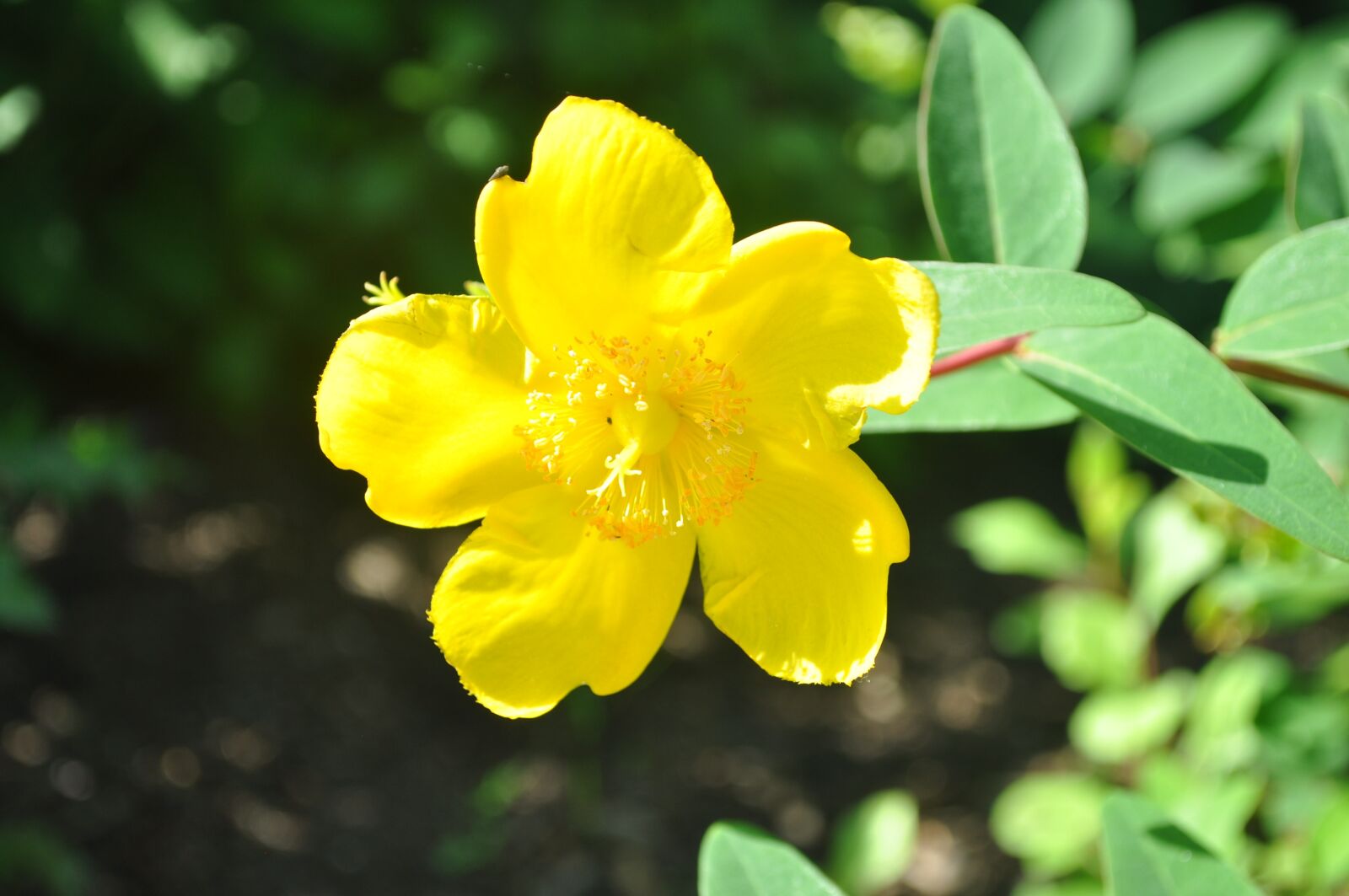 Nikon D5000 sample photo. Nature, yellow flower, close photography