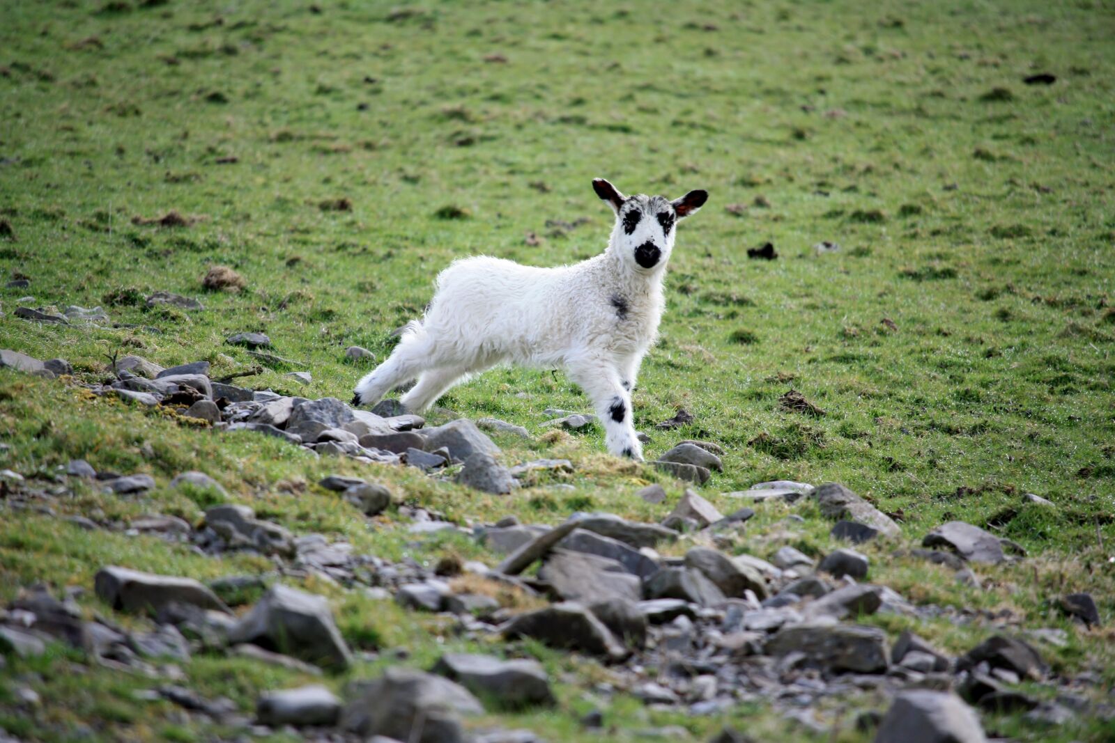 Canon EOS 450D (EOS Rebel XSi / EOS Kiss X2) sample photo. Lamb, nature, countryside photography