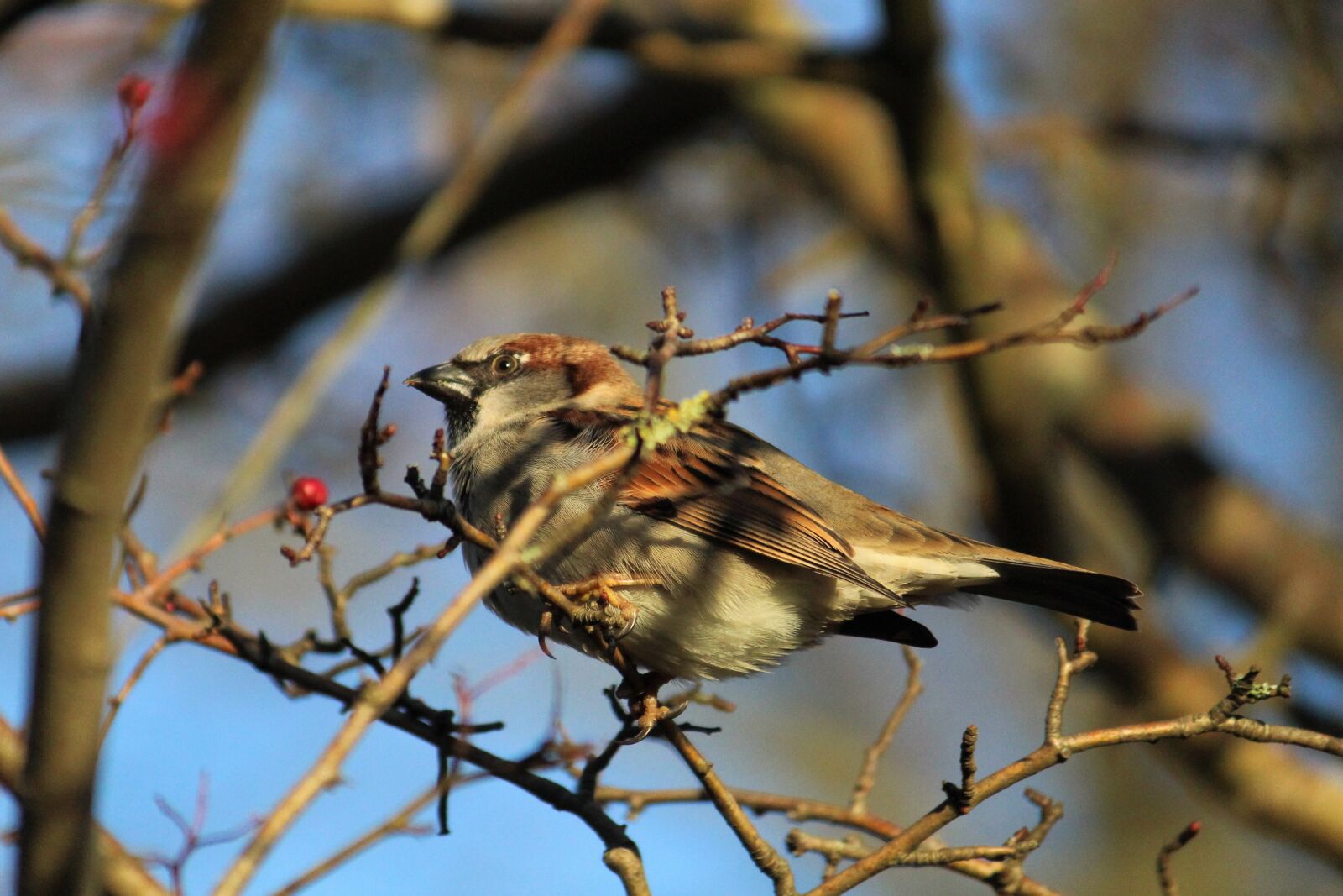 Canon EOS 4000D (EOS Rebel T100 / EOS 3000D) sample photo. Sparrow, tree, nature photography