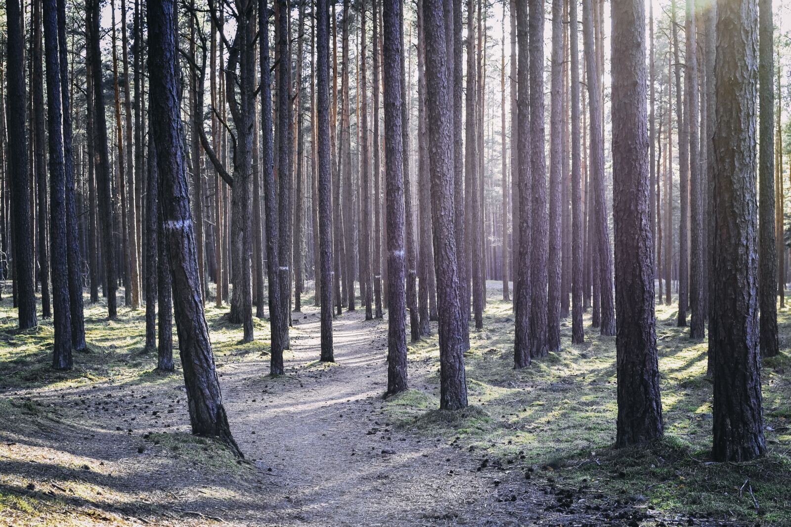 Nikon D7200 sample photo. Backlighting, forest, path photography