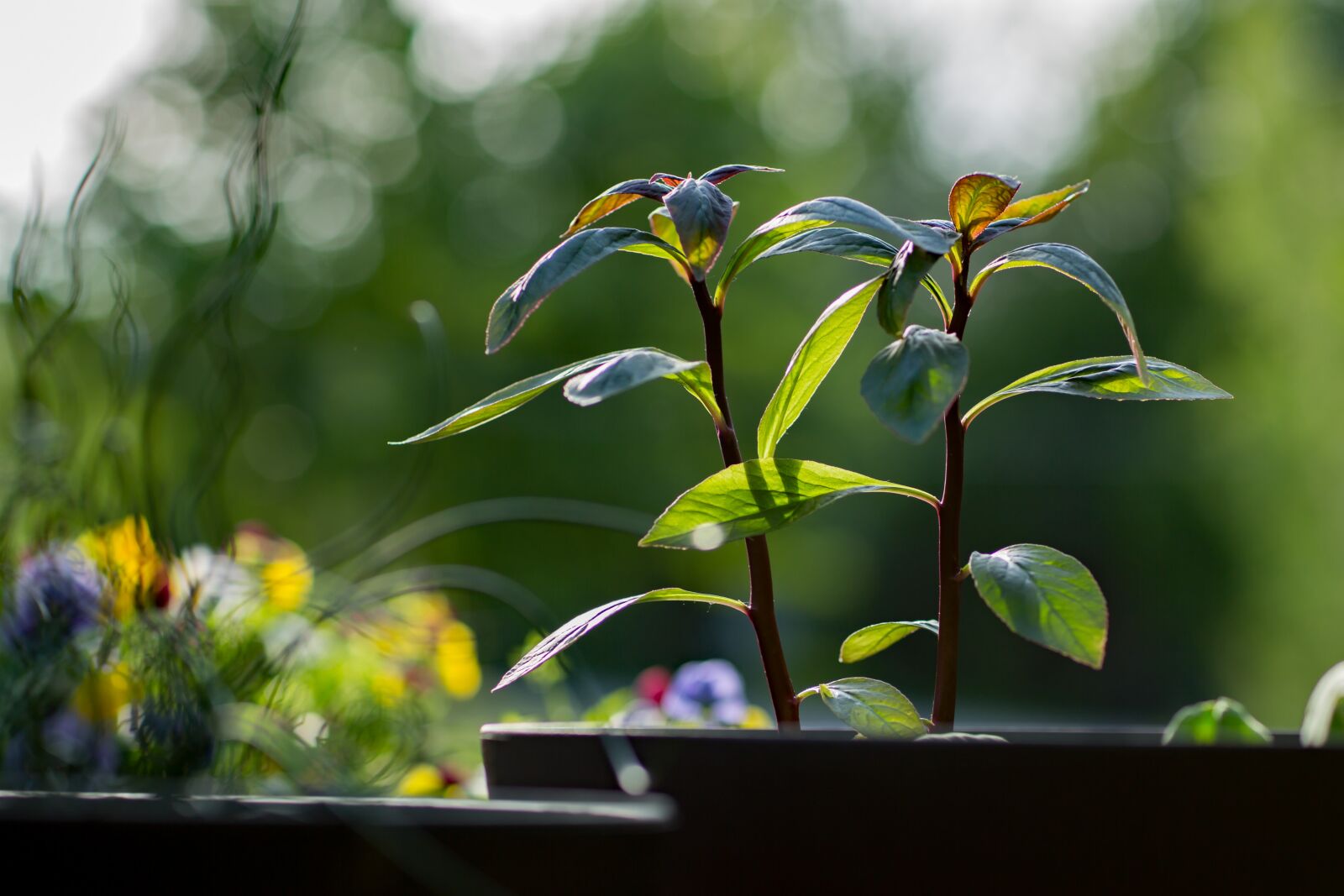 Canon EF 85mm F1.2L II USM sample photo. Plant, summer, nature photography