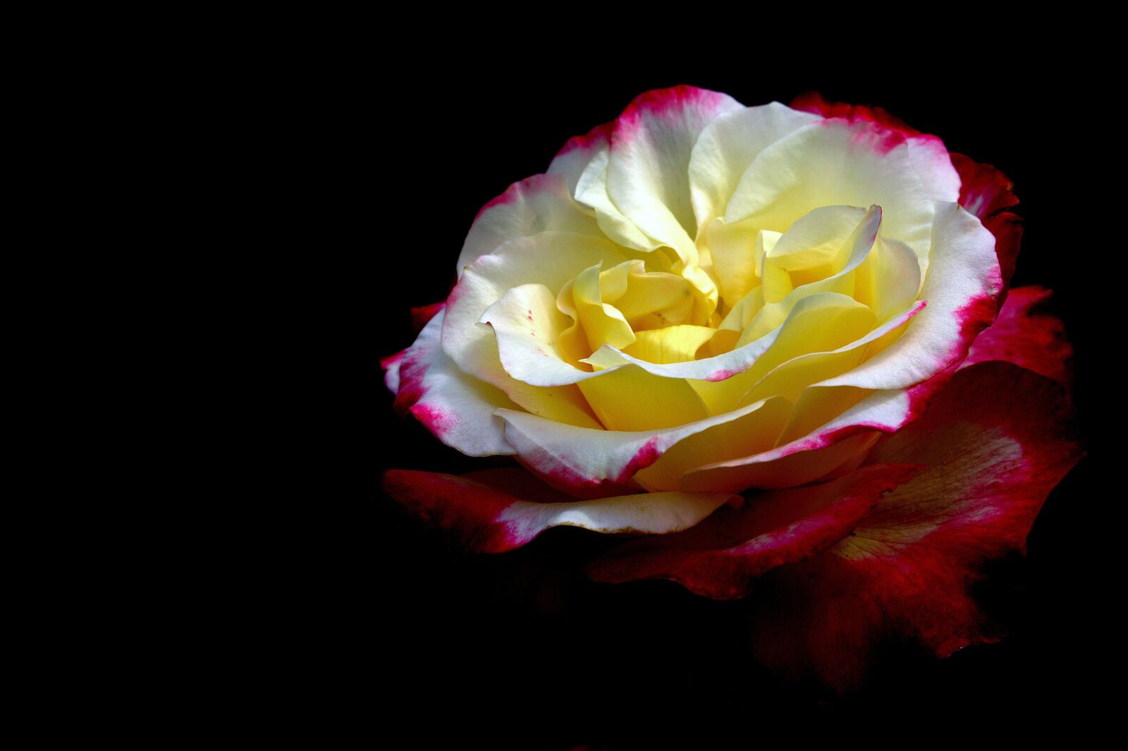 Canon EOS 1100D (EOS Rebel T3 / EOS Kiss X50) sample photo. Rose, black, yellow photography