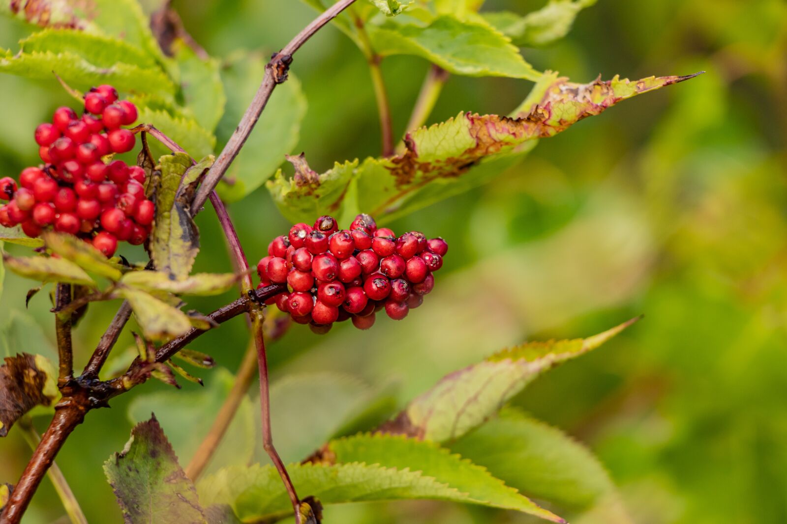 Canon EOS 90D sample photo. Berries, tree, leaves photography
