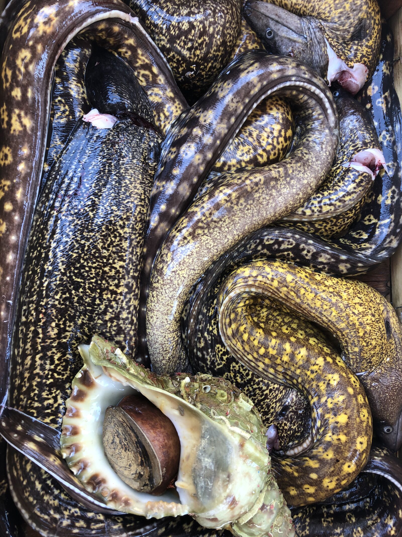 iPhone 8 back camera 3.99mm f/1.8 sample photo. Moray, seashell, morays and photography