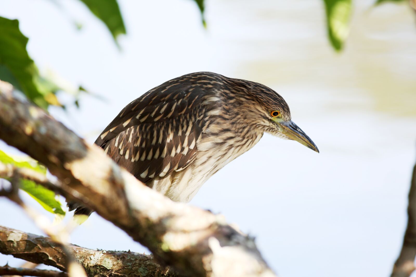 Canon EOS 5D Mark III sample photo. Bird, striated heron, fish photography