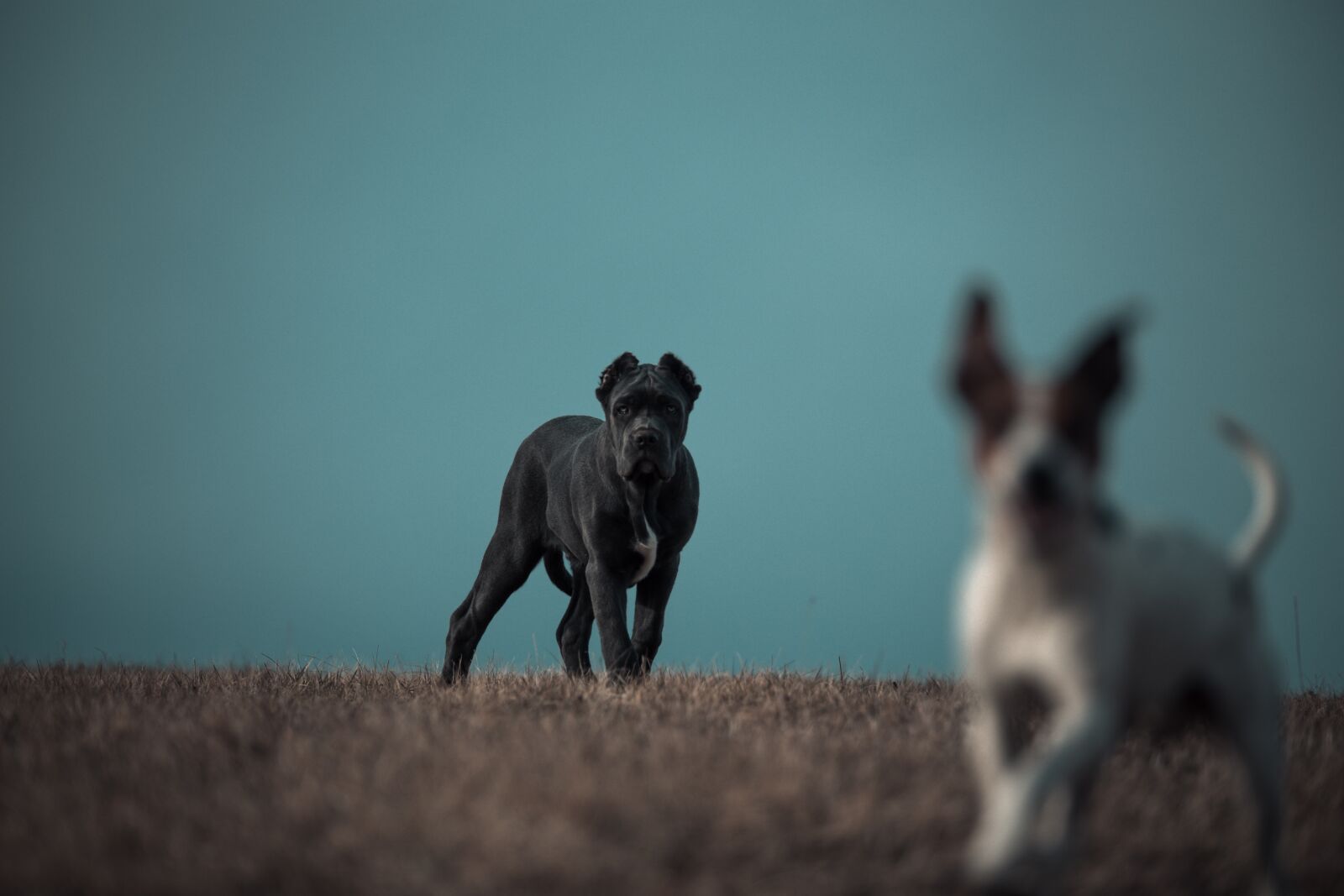 Canon EOS 6D sample photo. Bandog, puppy, blue eyes photography