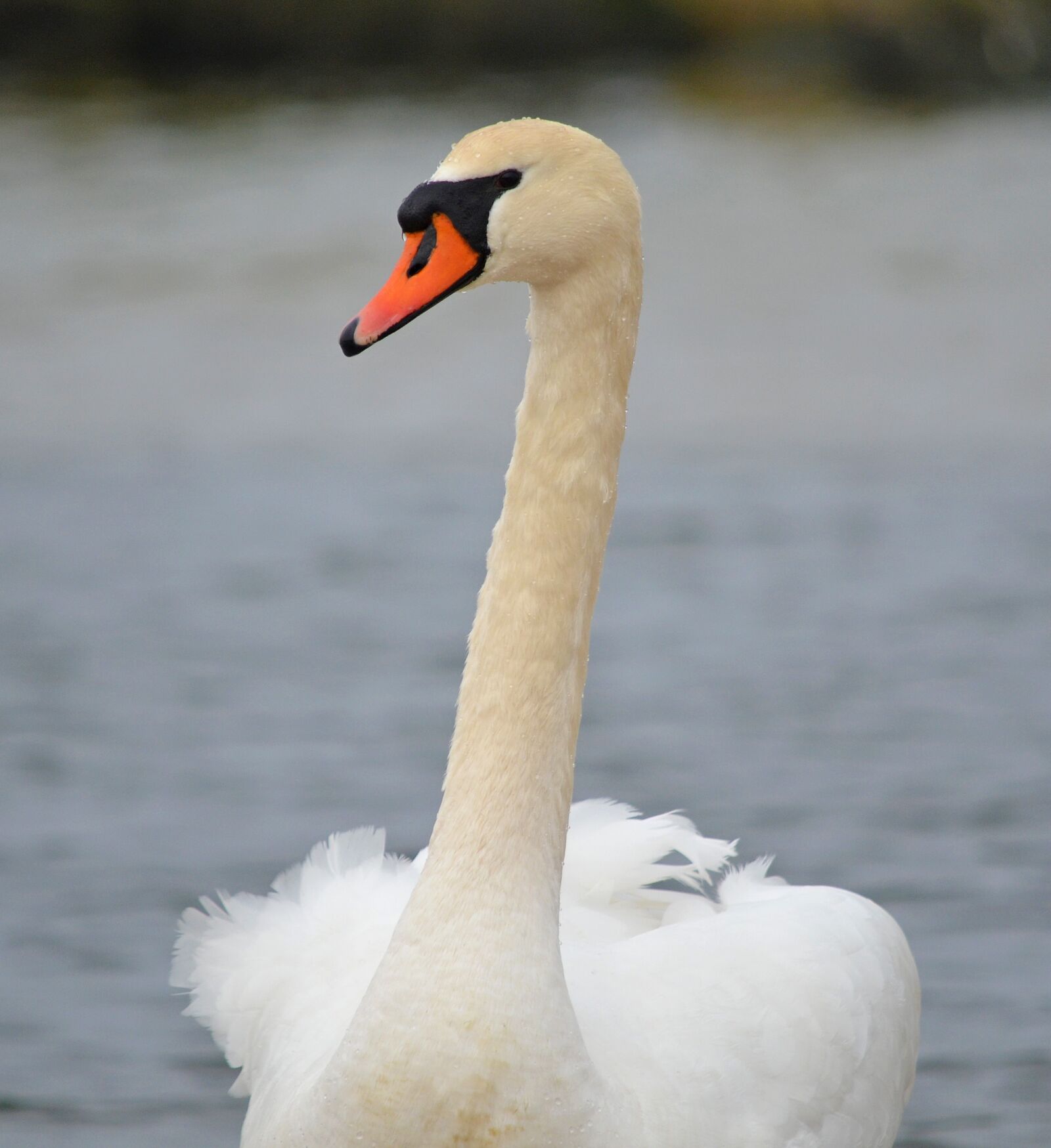 Nikon D5100 sample photo. Swan, water bird, animal photography