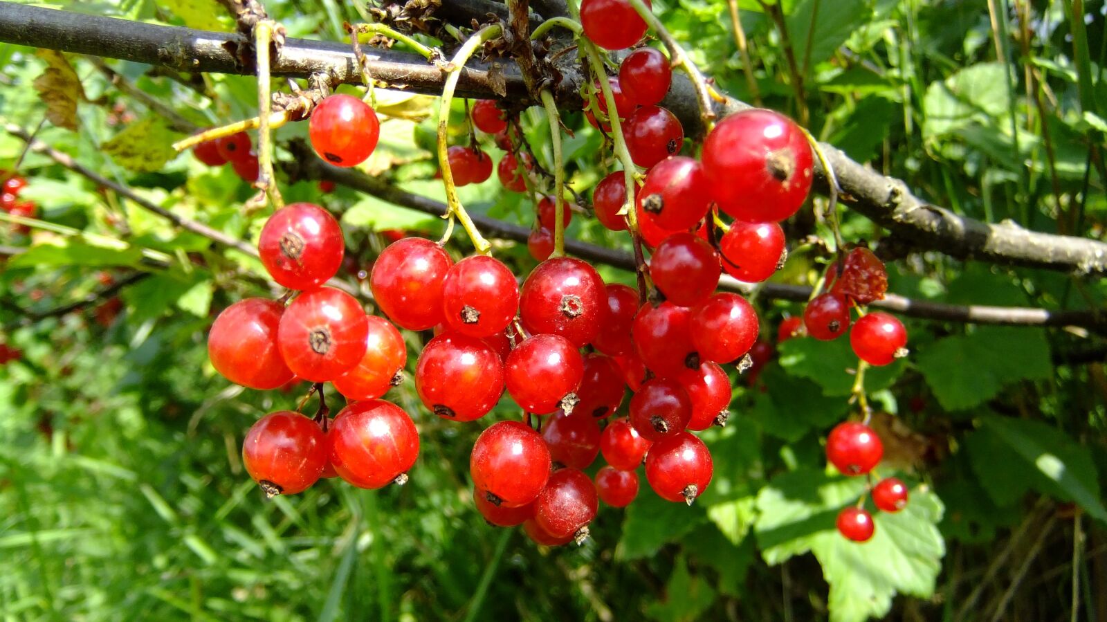FujiFilm FinePix F80EXR (FinePix F85EXR) sample photo. Red currant, nature, flora photography