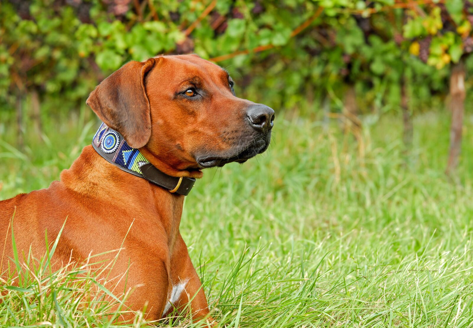 Fujifilm XF 55-200mm F3.5-4.8 R LM OIS sample photo. Rhodesian ridgeback, dog, purebred photography