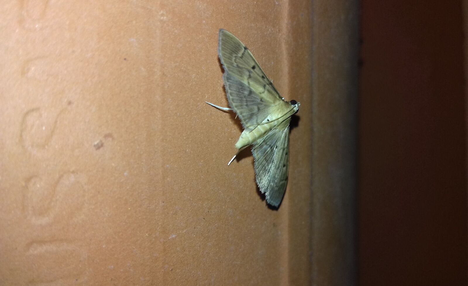 Samsung Galaxy J3(2016) sample photo. Mariposa, butterfly, lepidopteran photography