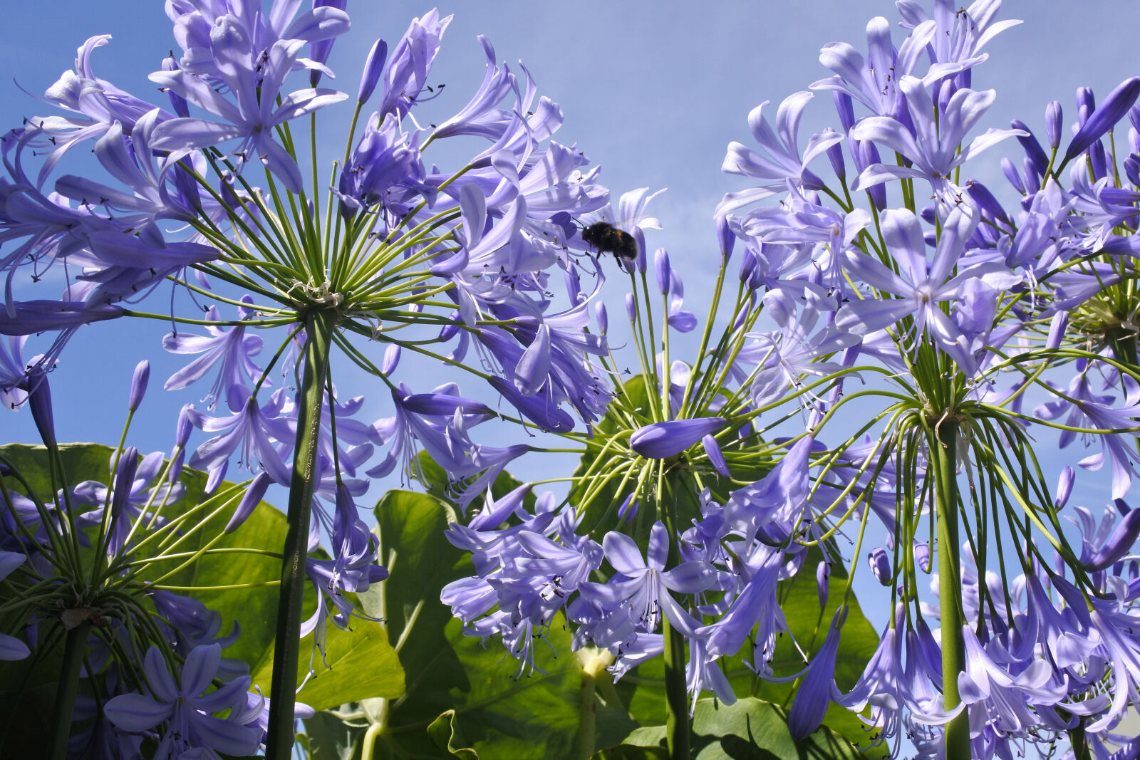 Nikon 1 Nikkor VR 10-30mm F3.5-5.6 PD-Zoom sample photo. Agapanthus, bumble, bee photography