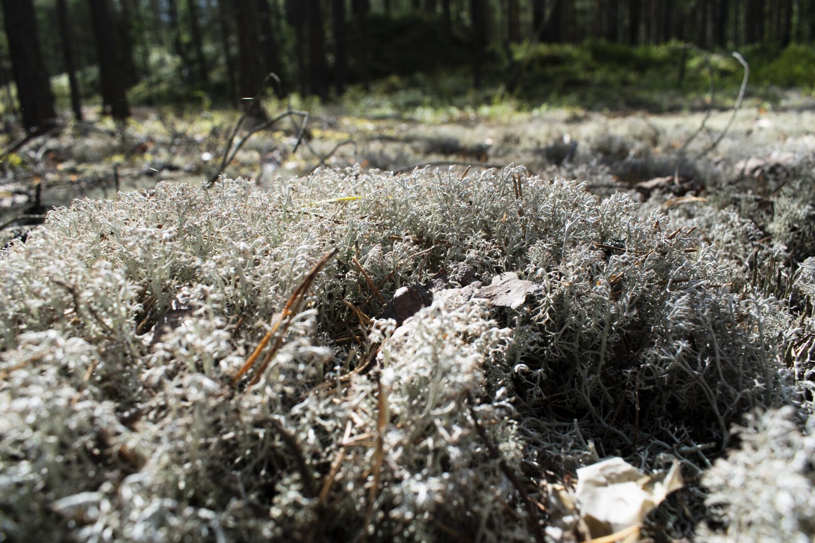Nikon D3500 sample photo. Moss, forest, nature photography