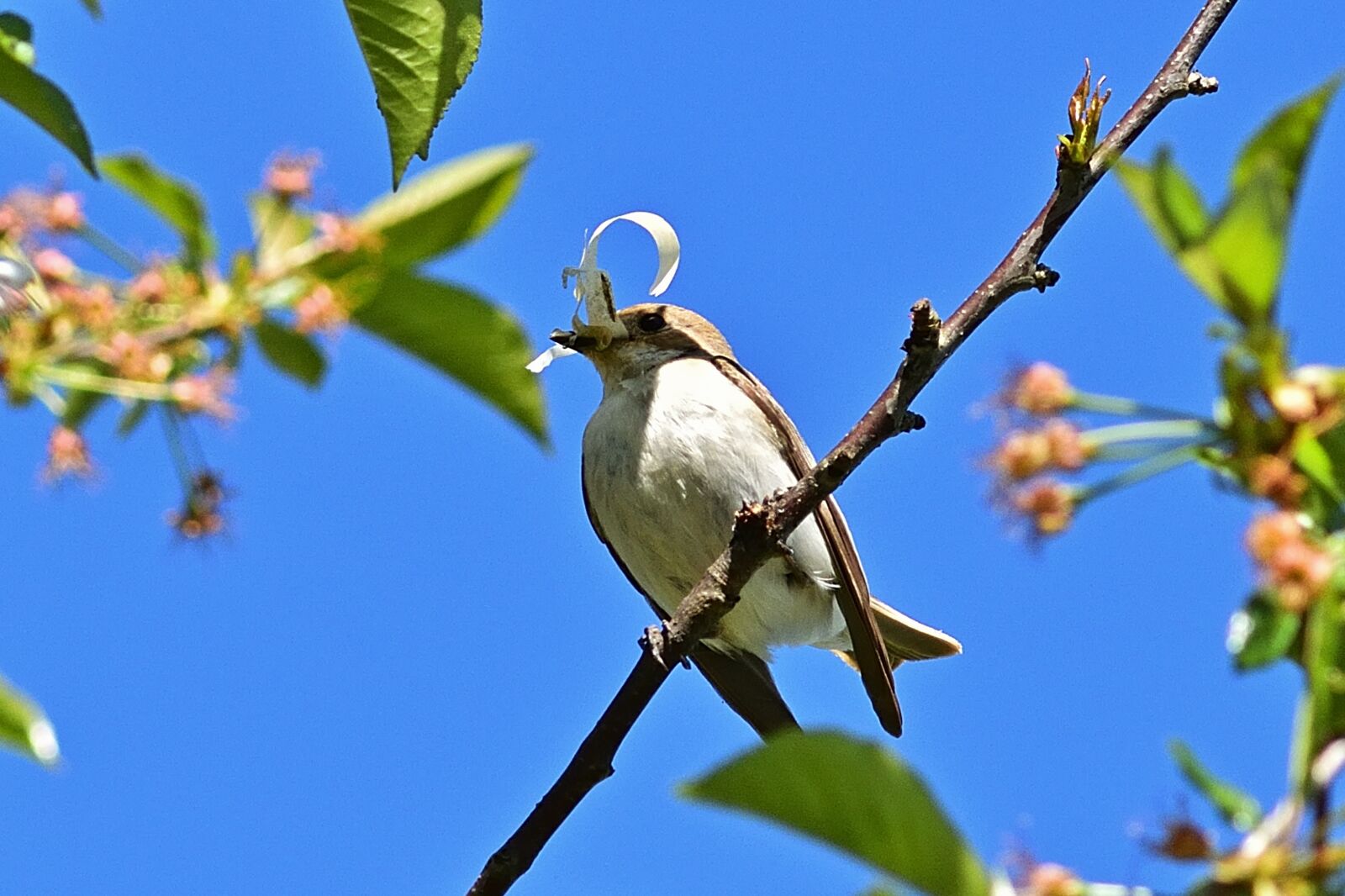 Nikon D5200 sample photo. Pied flycatcher, nest building photography