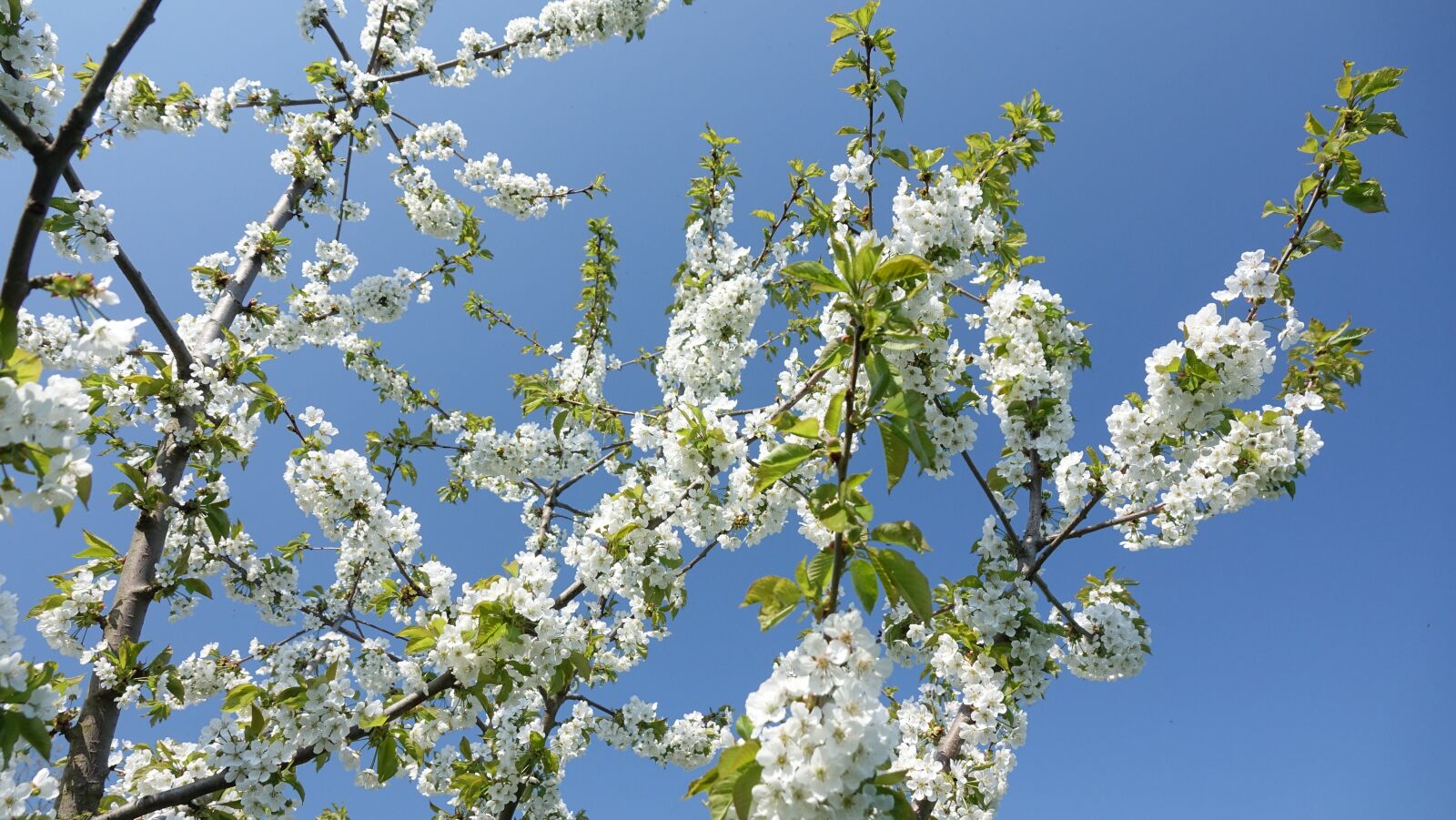 Sony Cyber-shot DSC-RX10 III sample photo. Spring, flowers, sky photography